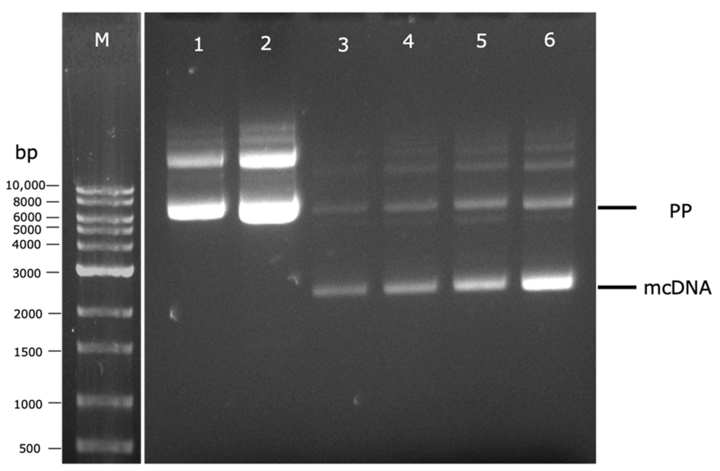 Biomedicines 10 00990 g005
