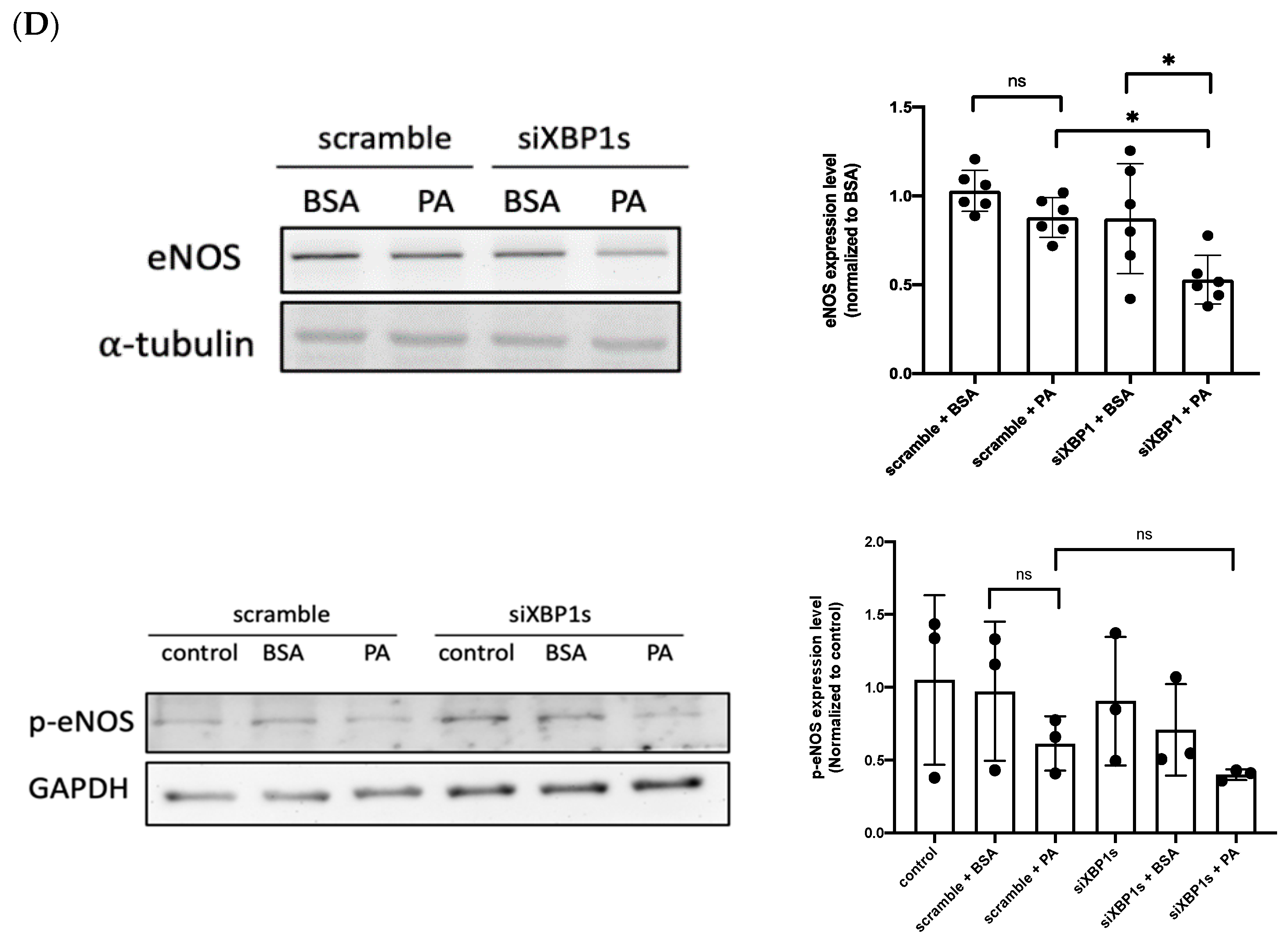 Biomedicines 10 00992 g003b Biomedicines 10 00992 g003b