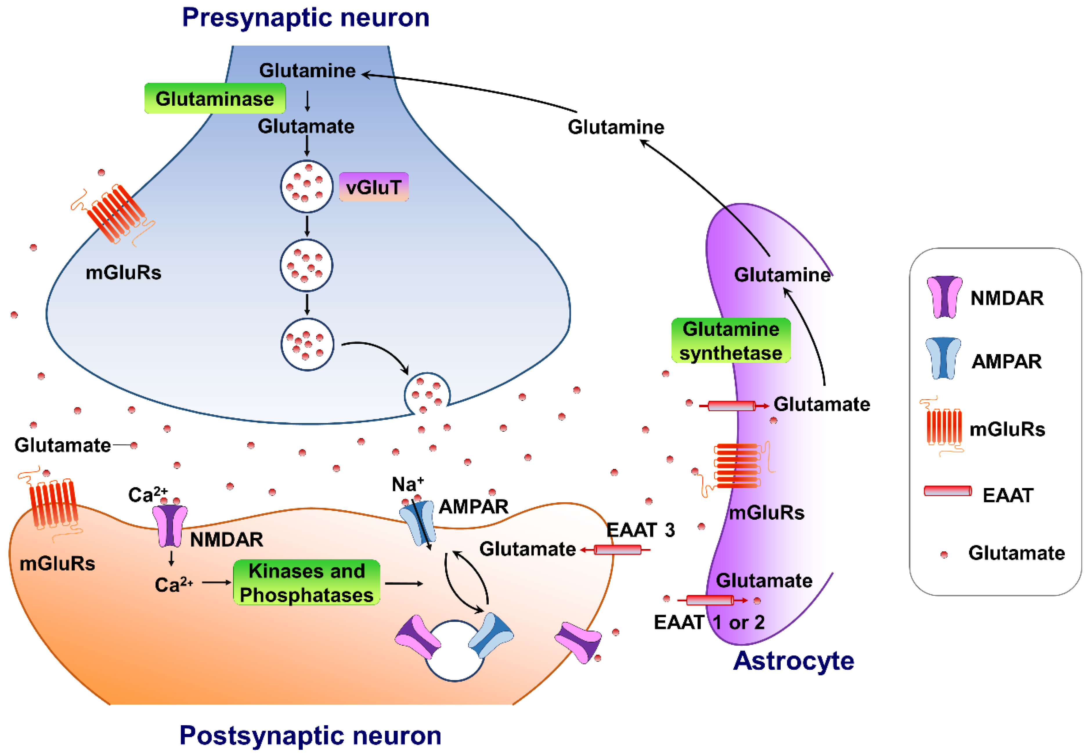 Biomedicines 10 01005 g001