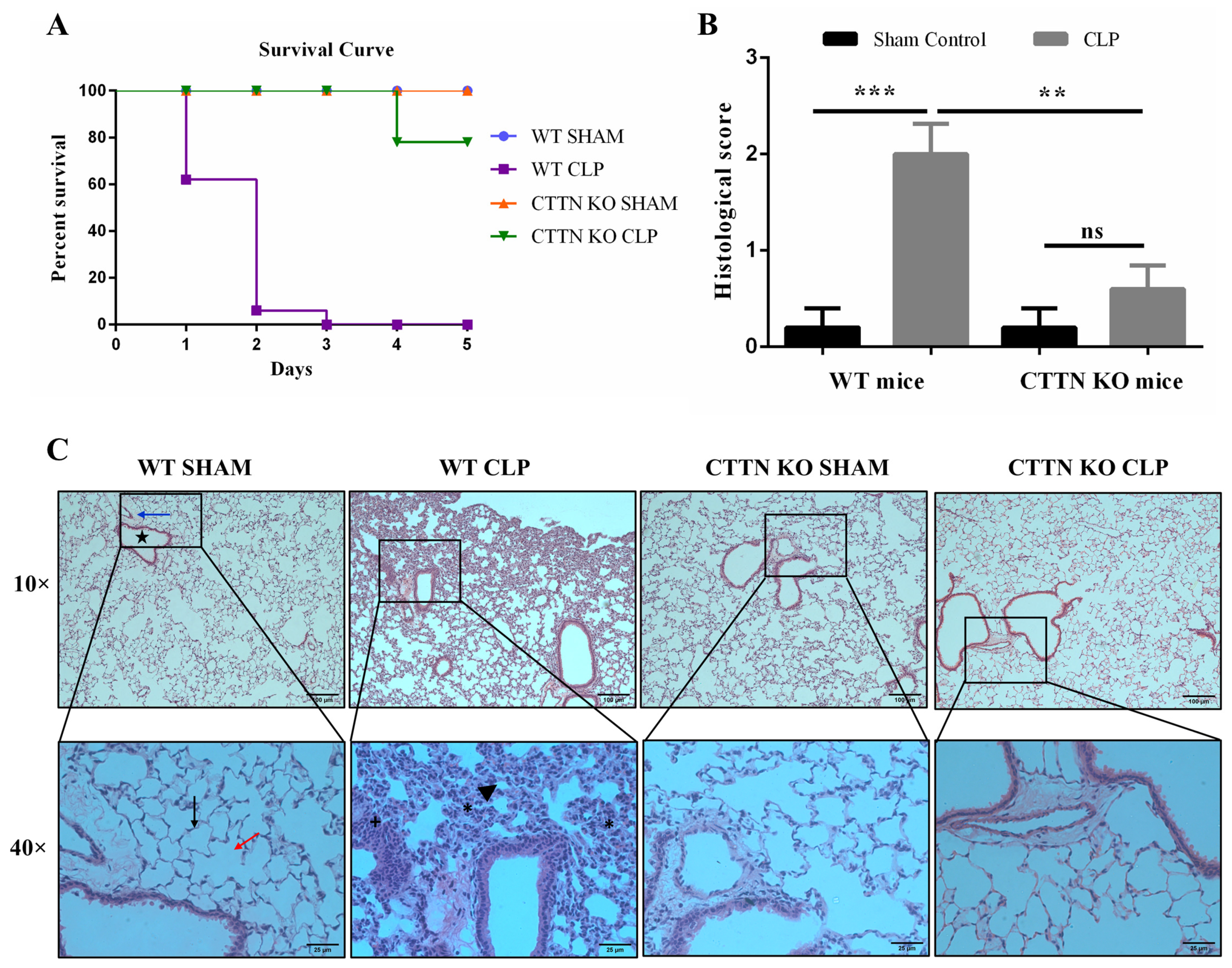 Biomedicines 10 01019 g001