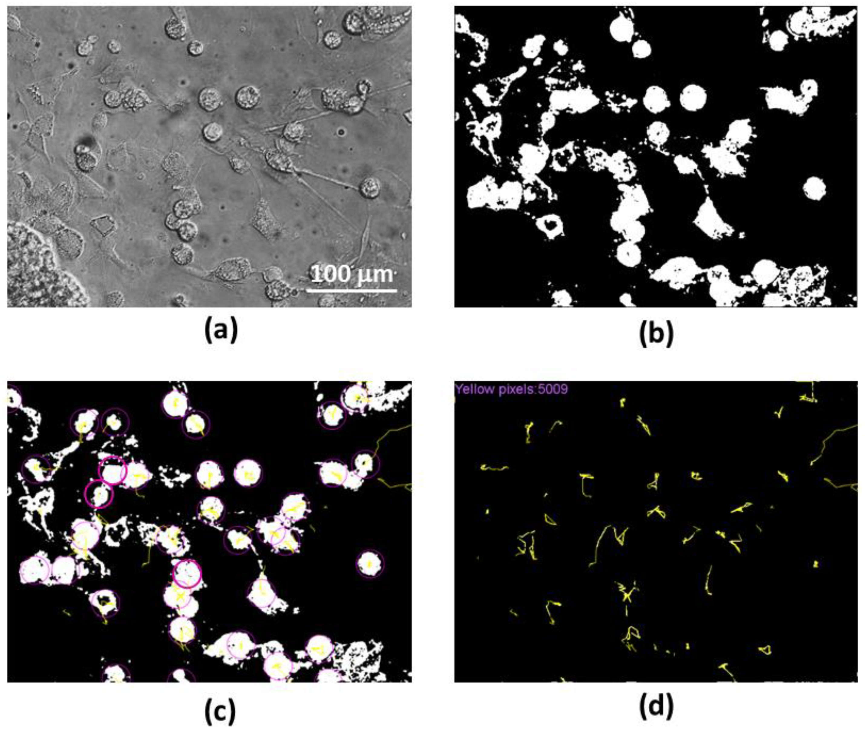 Biomedicines 10 01023 g001