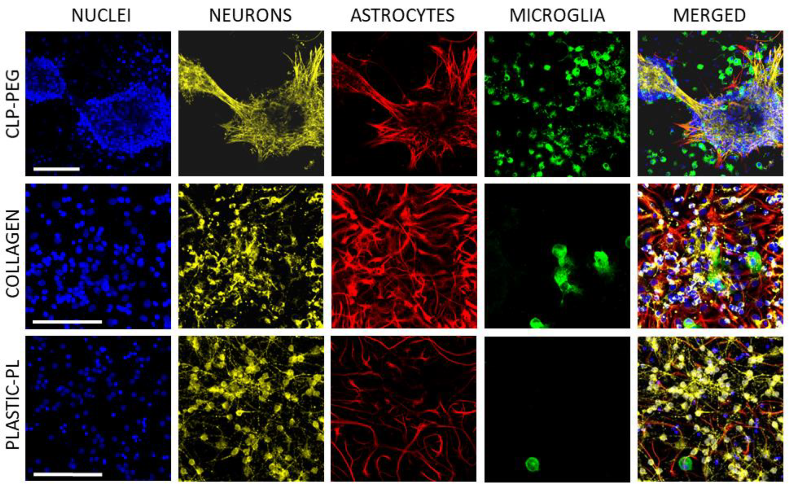 Biomedicines 10 01023 g004