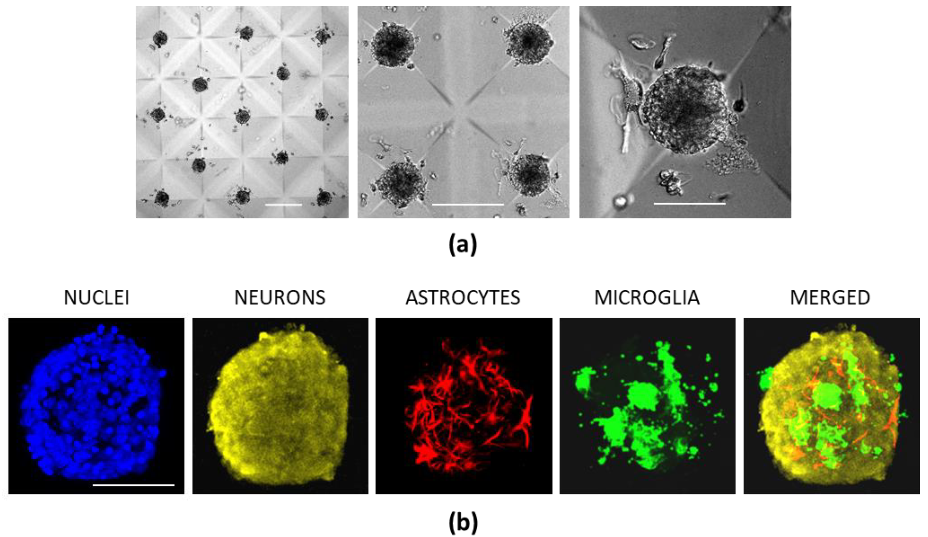 Biomedicines 10 01023 g008