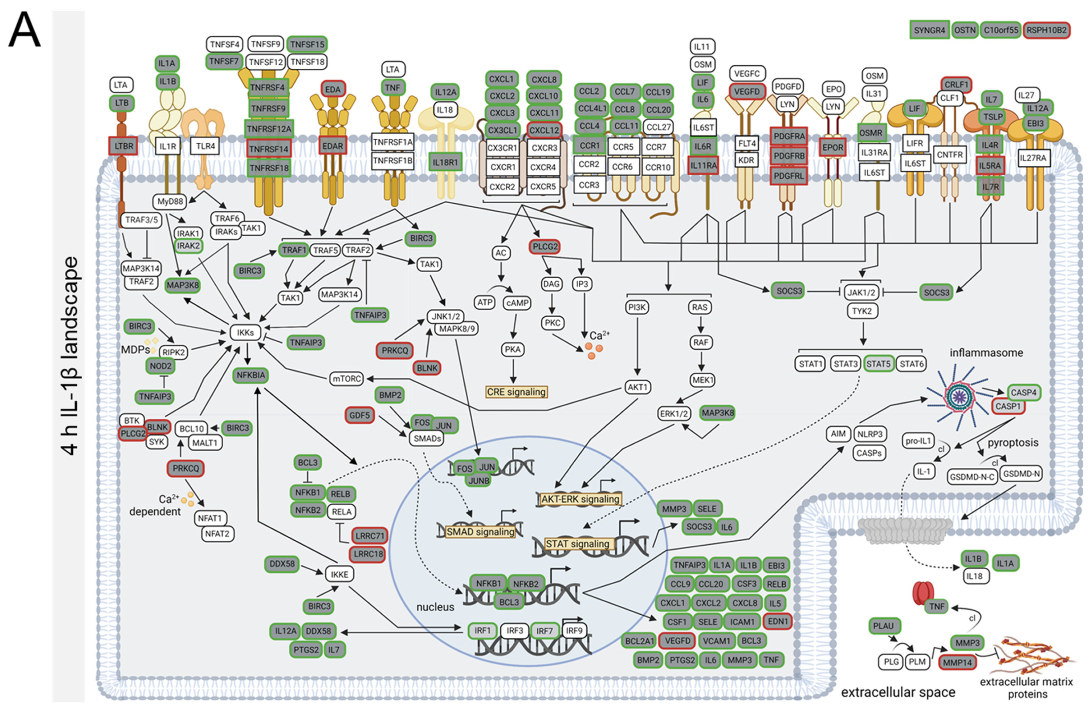 Biomedicines 10 01025 g003a