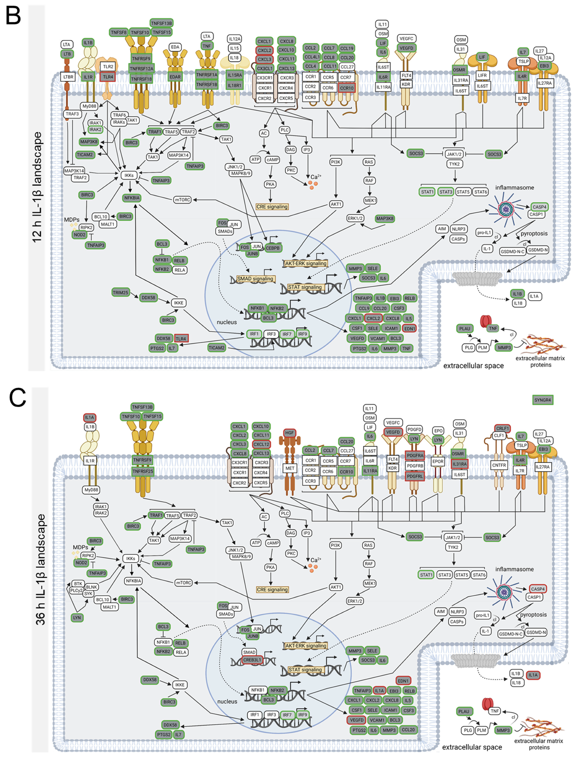 Biomedicines 10 01025 g003b