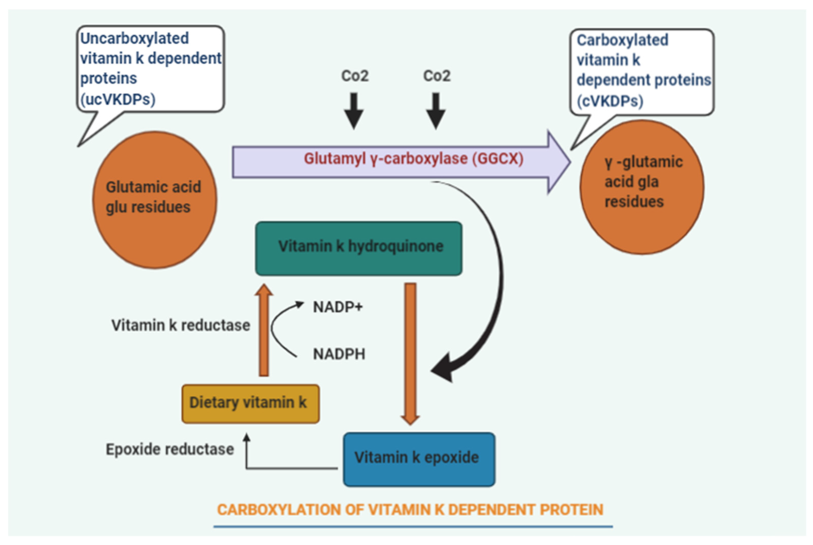 Biomedicines 10 01048 g001