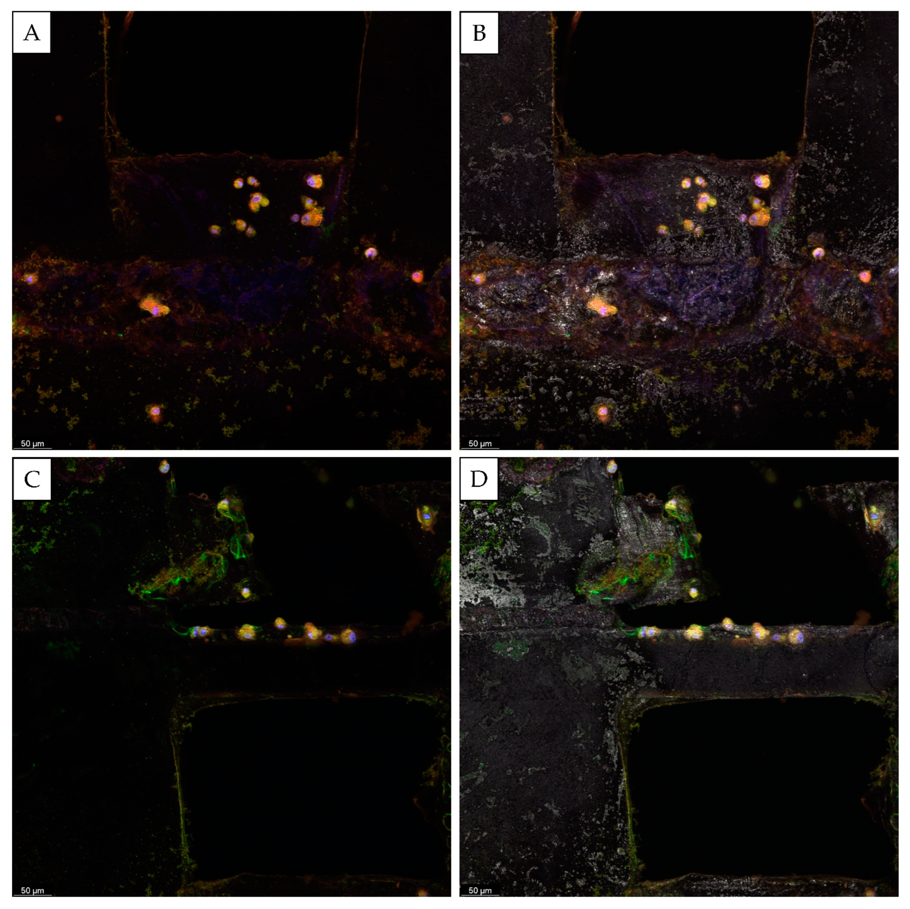 Biomedicines 10 01063 g006