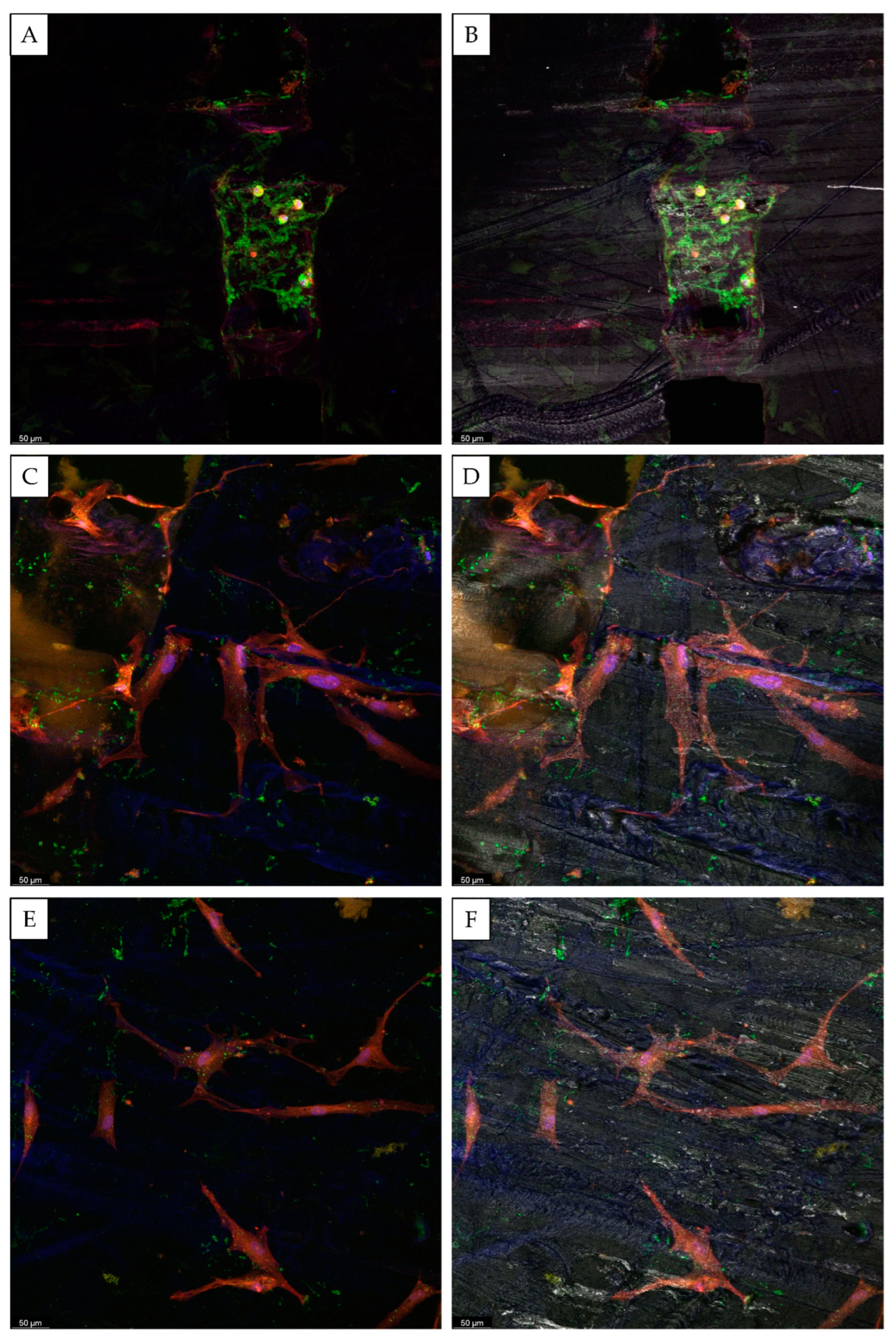 Biomedicines 10 01063 g007