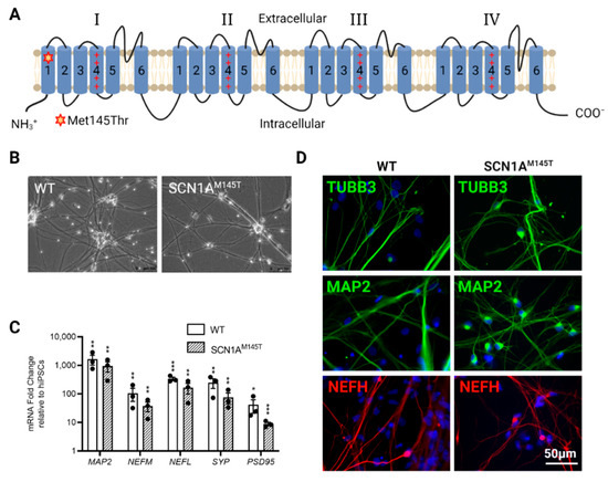 Biomedicines 10 01075 g001