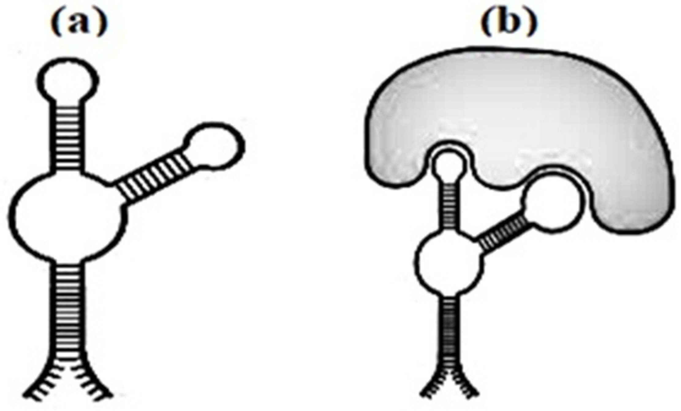 Biomedicines 10 01079 g005 Biomedicines 10 01079 g005