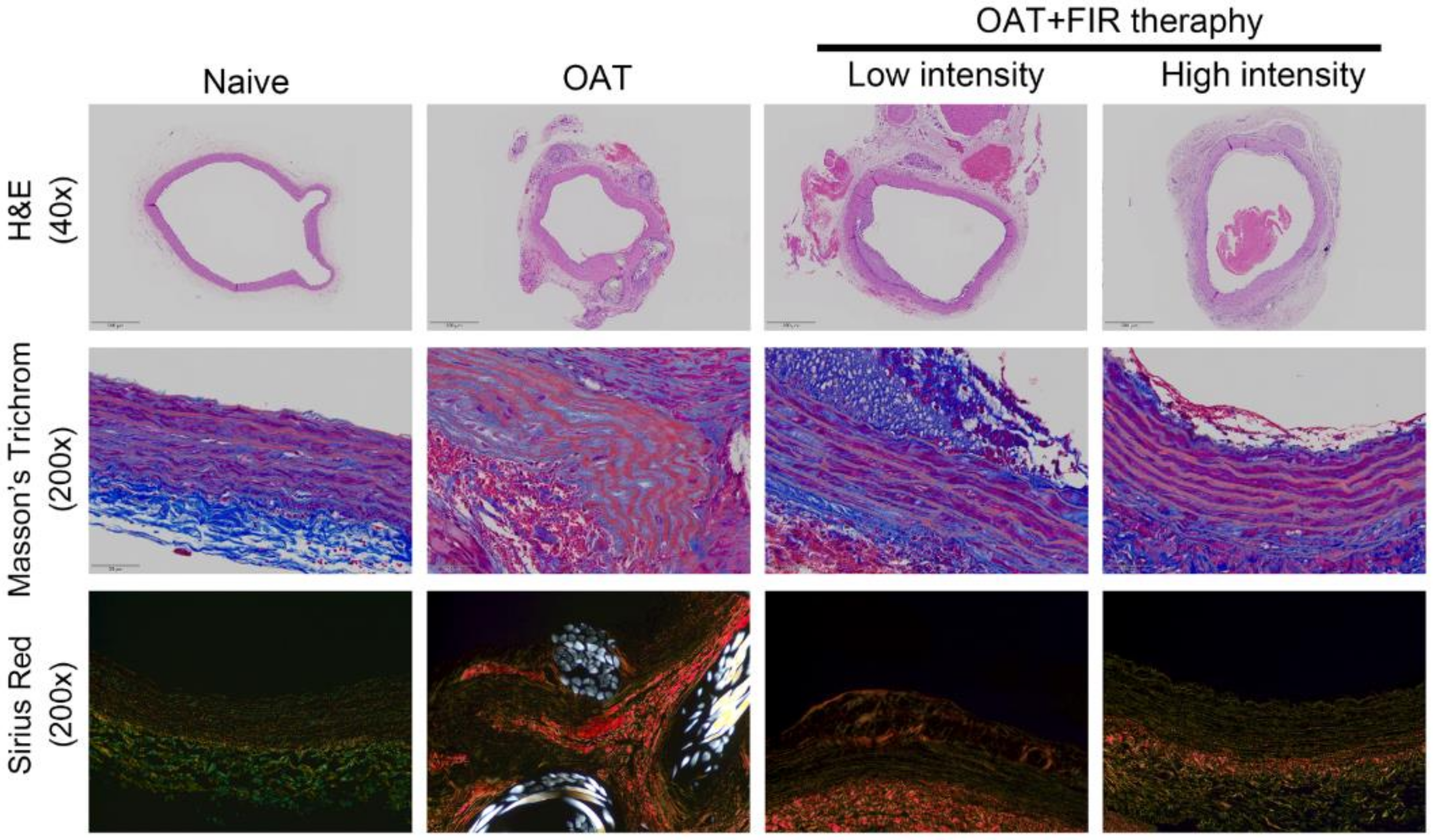 Biomedicines 10 01089 g001 Biomedicines 10 01089 g001