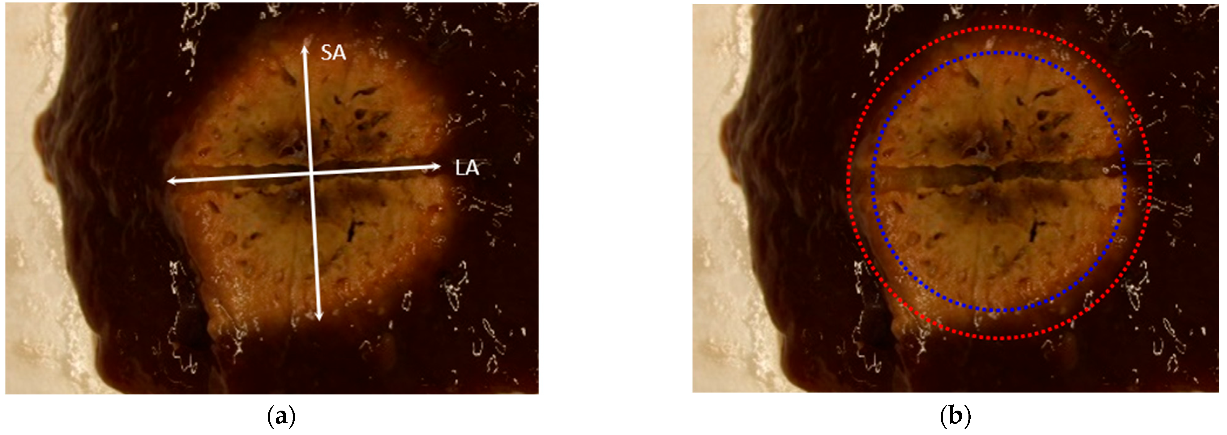 Biomedicines 10 01100 g001