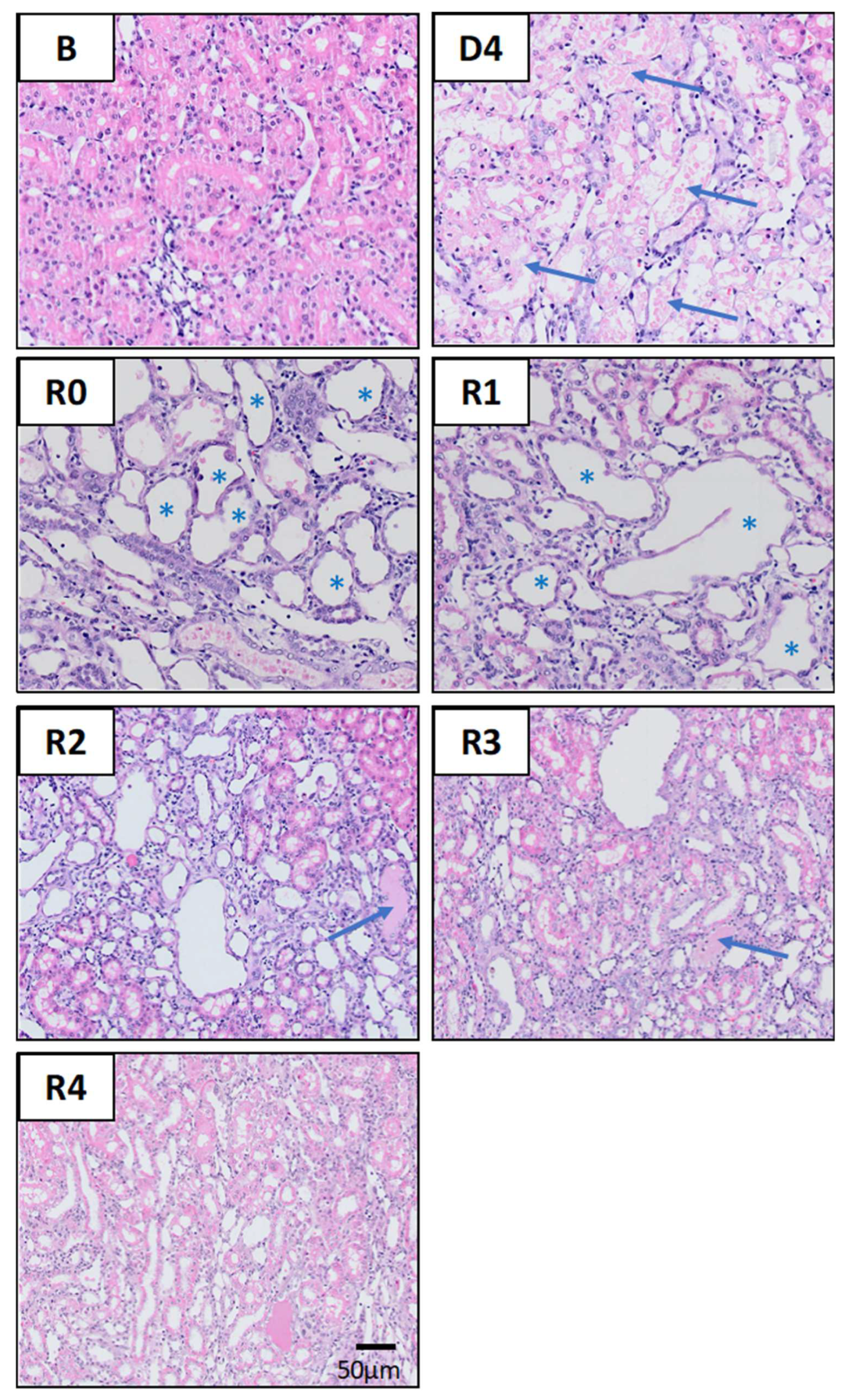 Biomedicines 10 01106 g003 Biomedicines 10 01106 g003