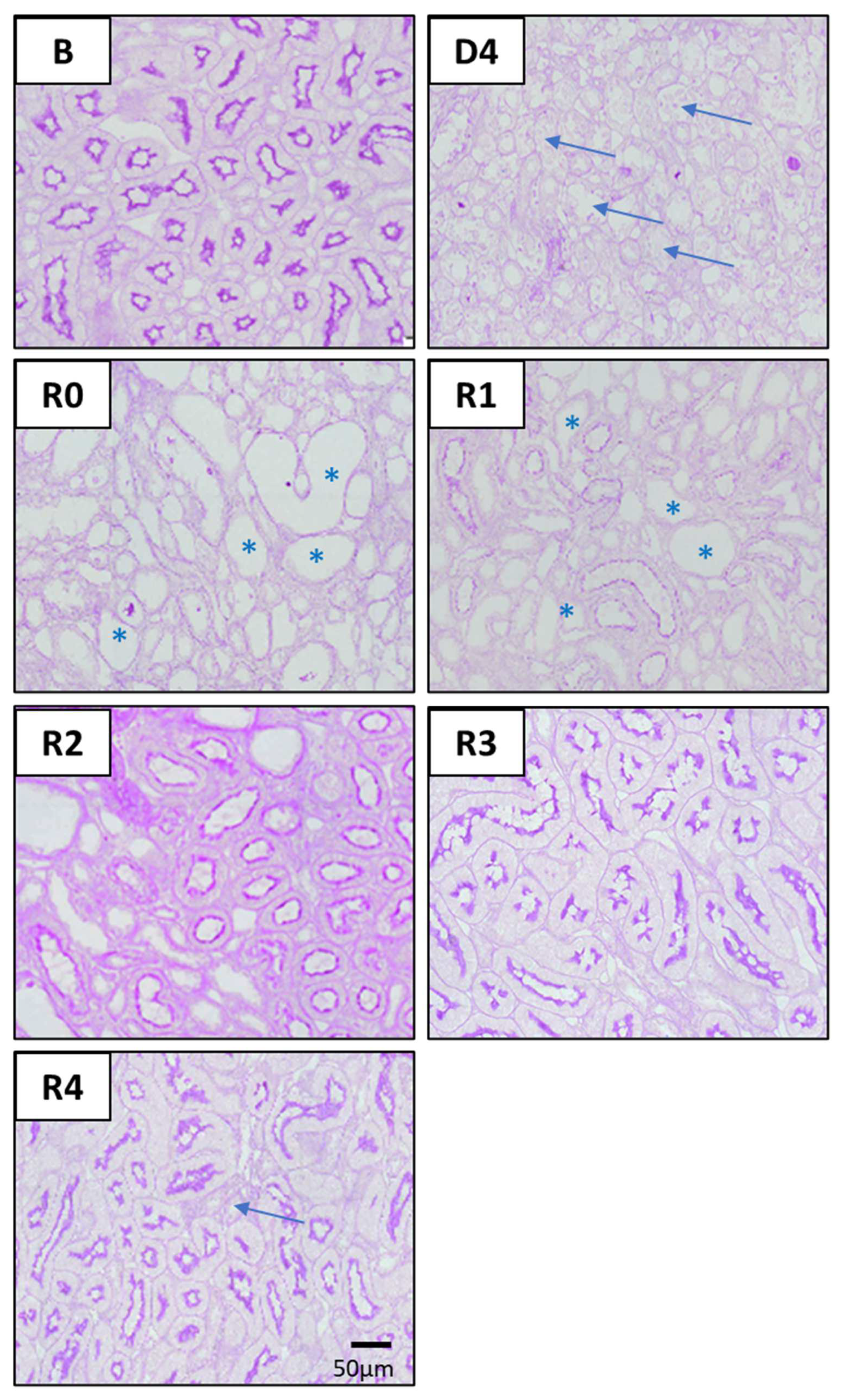 Biomedicines 10 01106 g004 Biomedicines 10 01106 g004