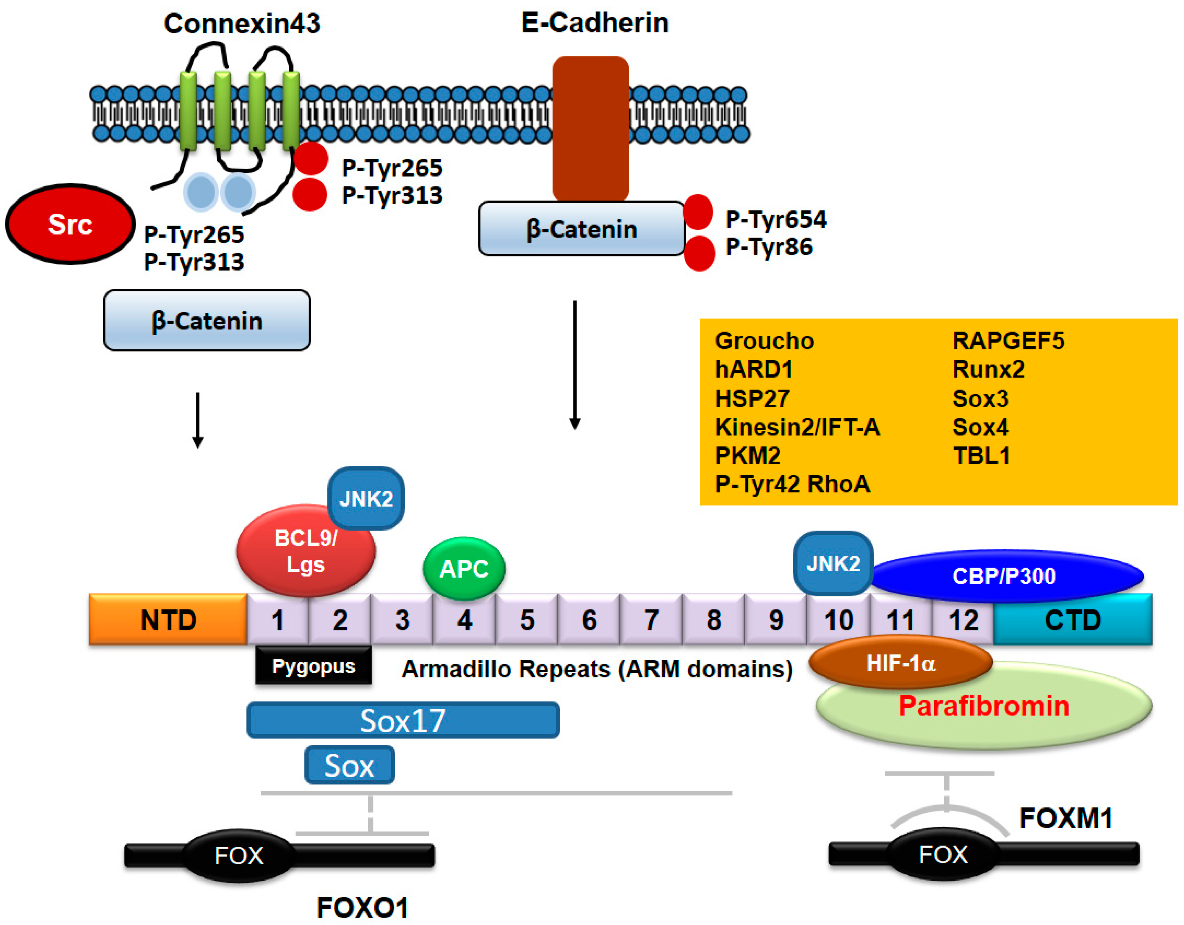 Biomedicines 10 01112 g005