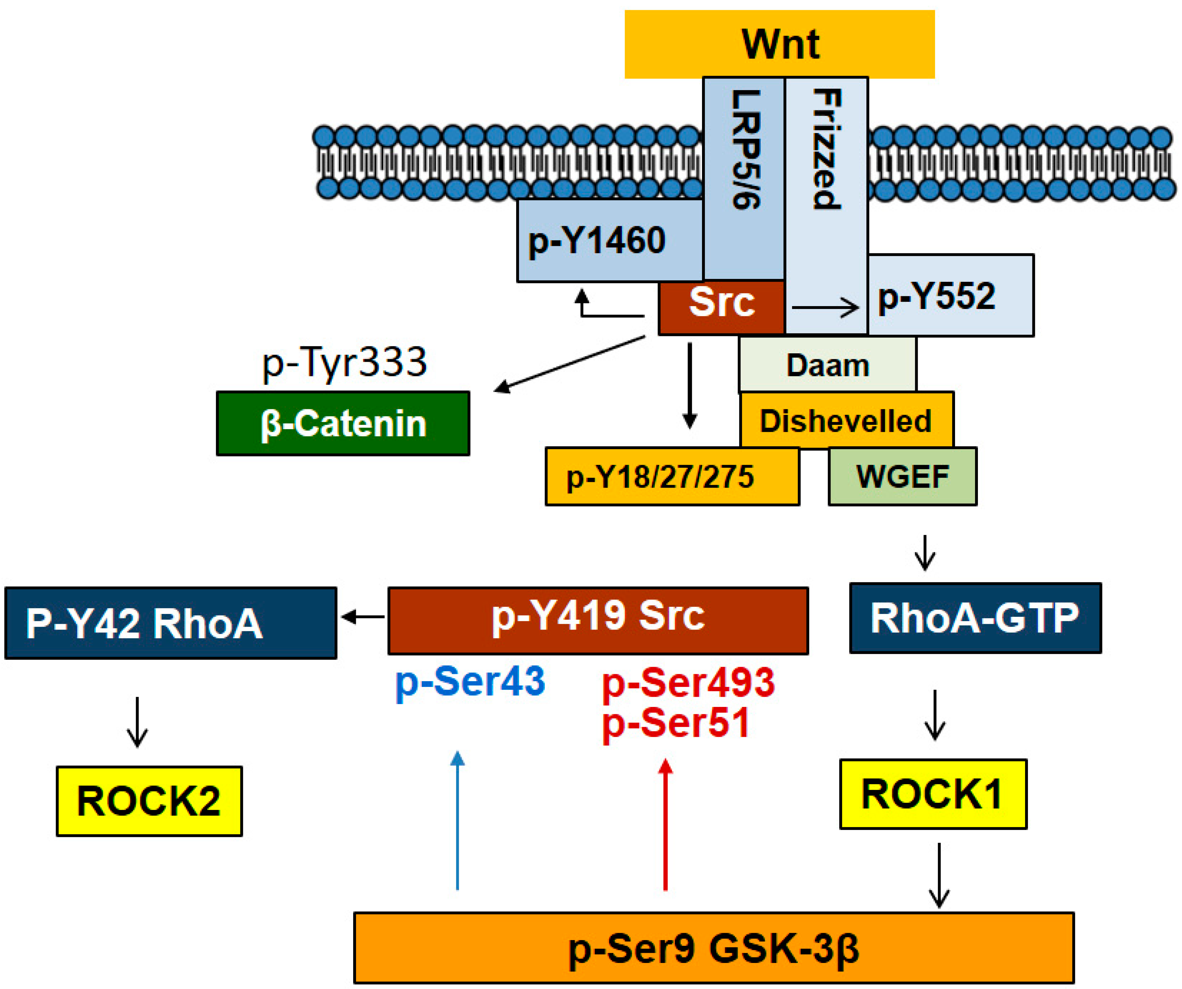 Biomedicines 10 01112 g006
