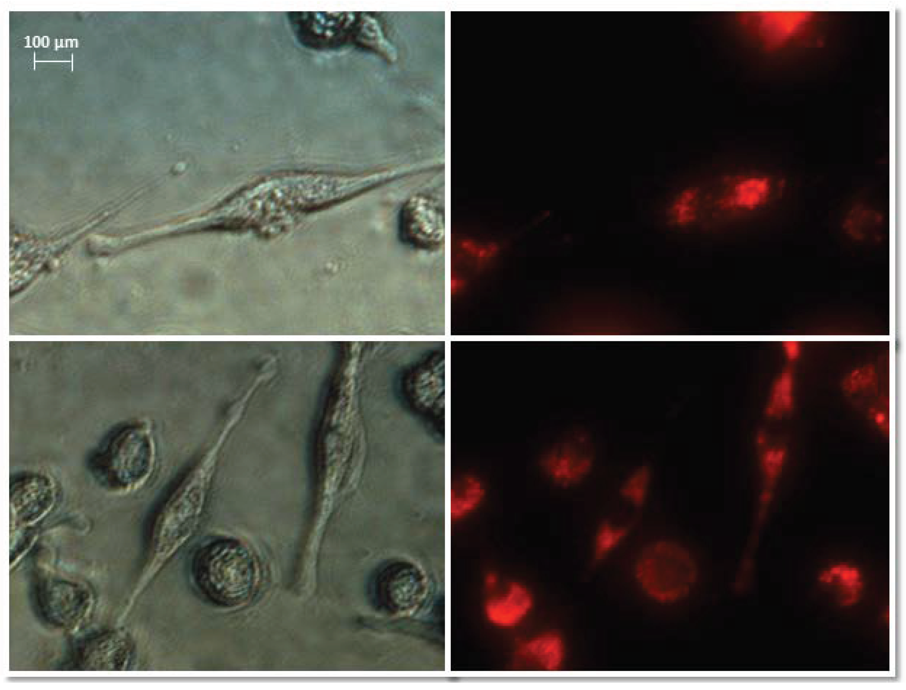 Biomedicines 10 01116 g006