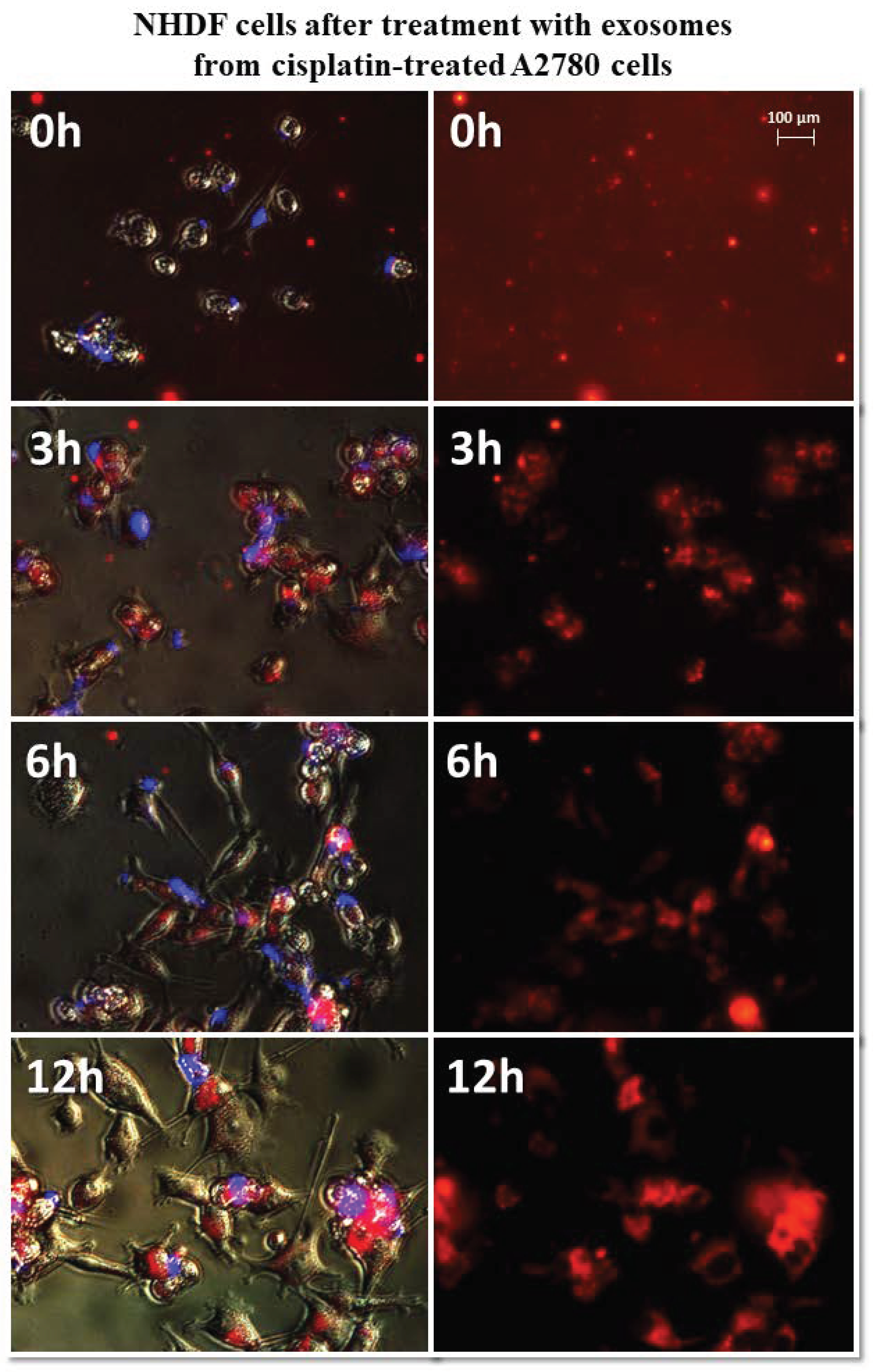 Biomedicines 10 01116 g008
