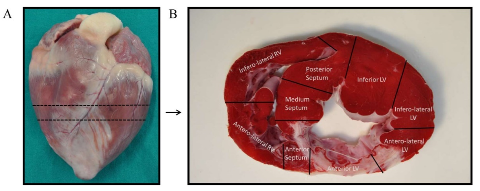Biomedicines 10 01117 g006