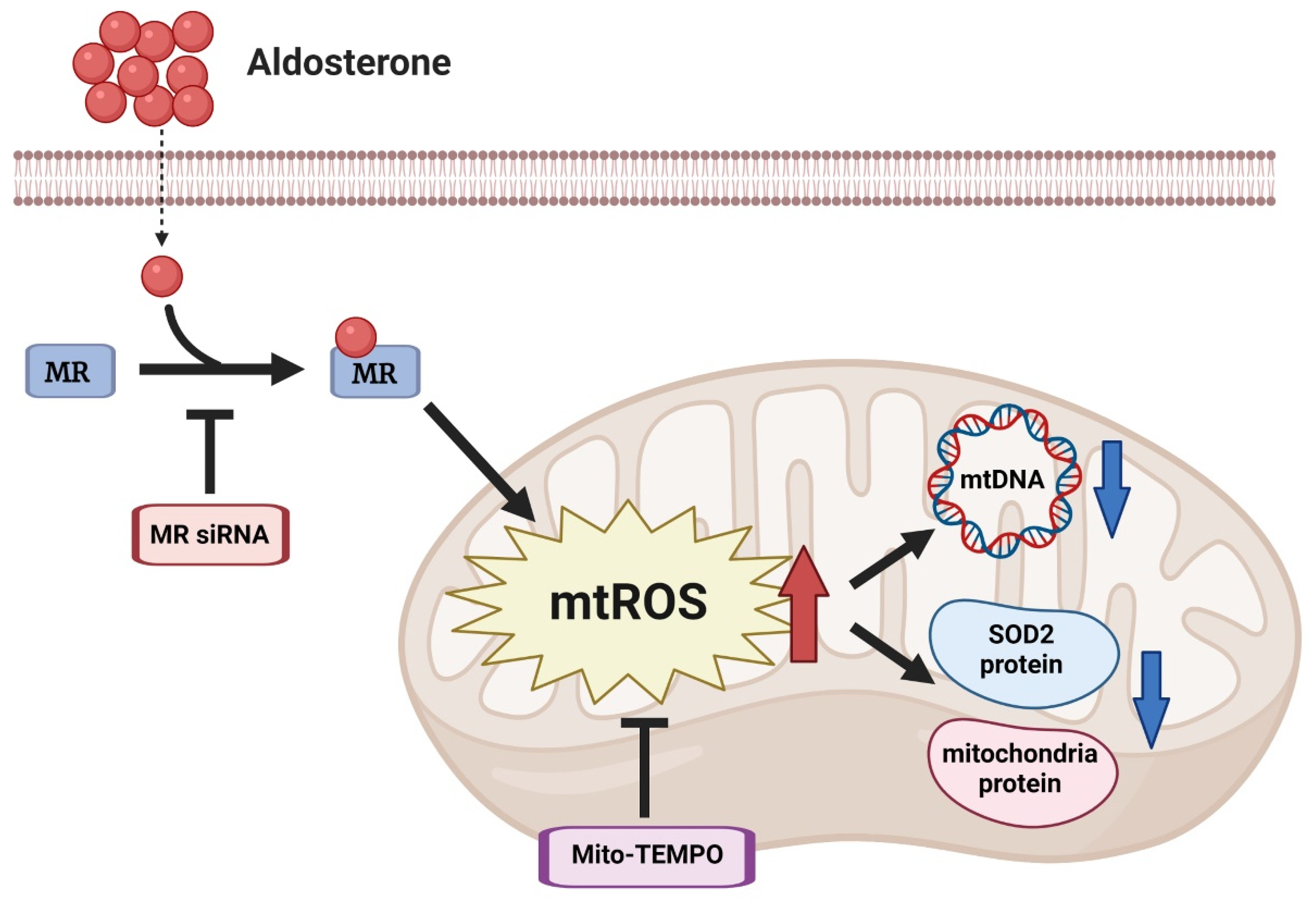 Biomedicines 10 01119 g006