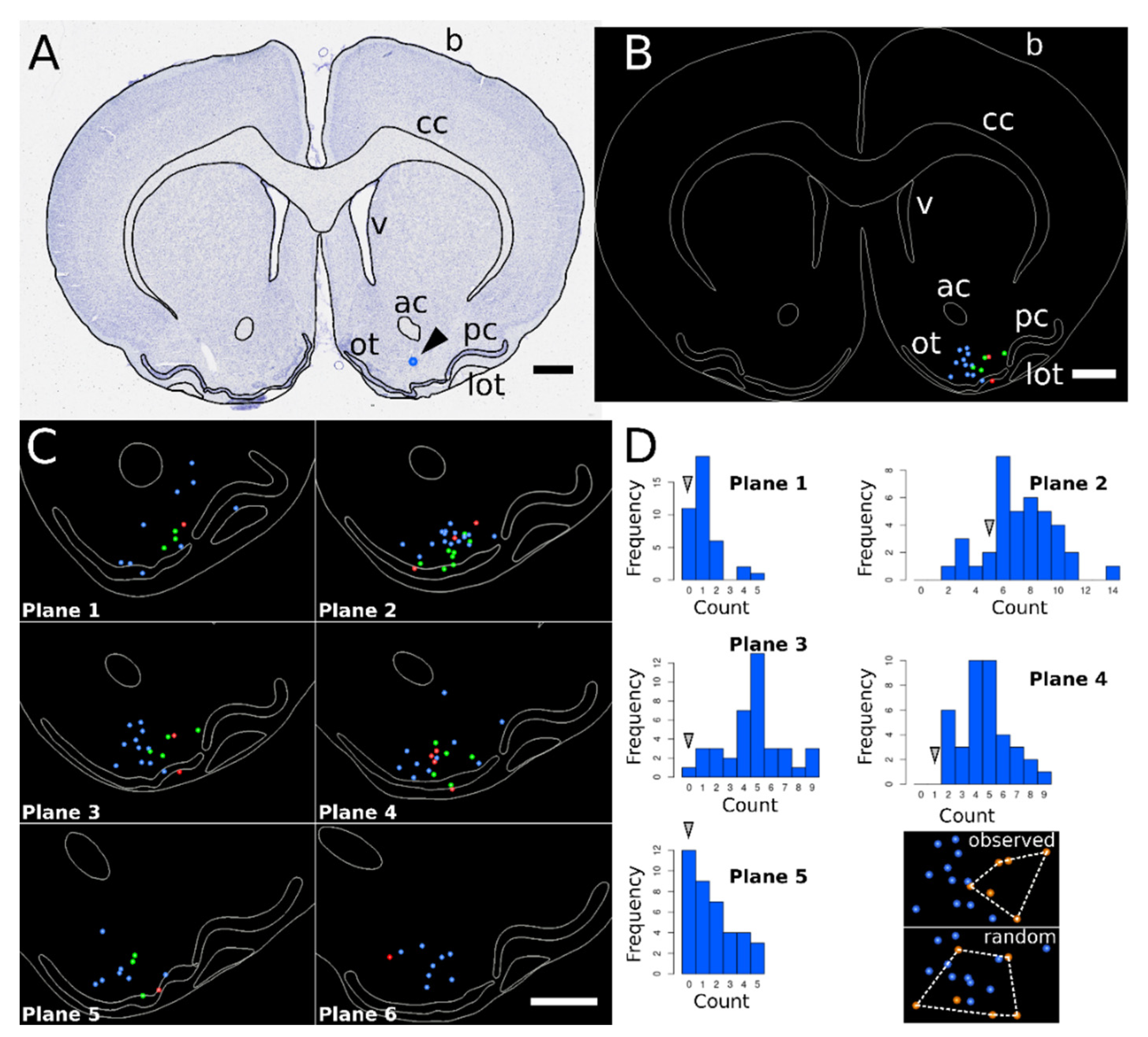 Biomedicines 10 01126 g005
