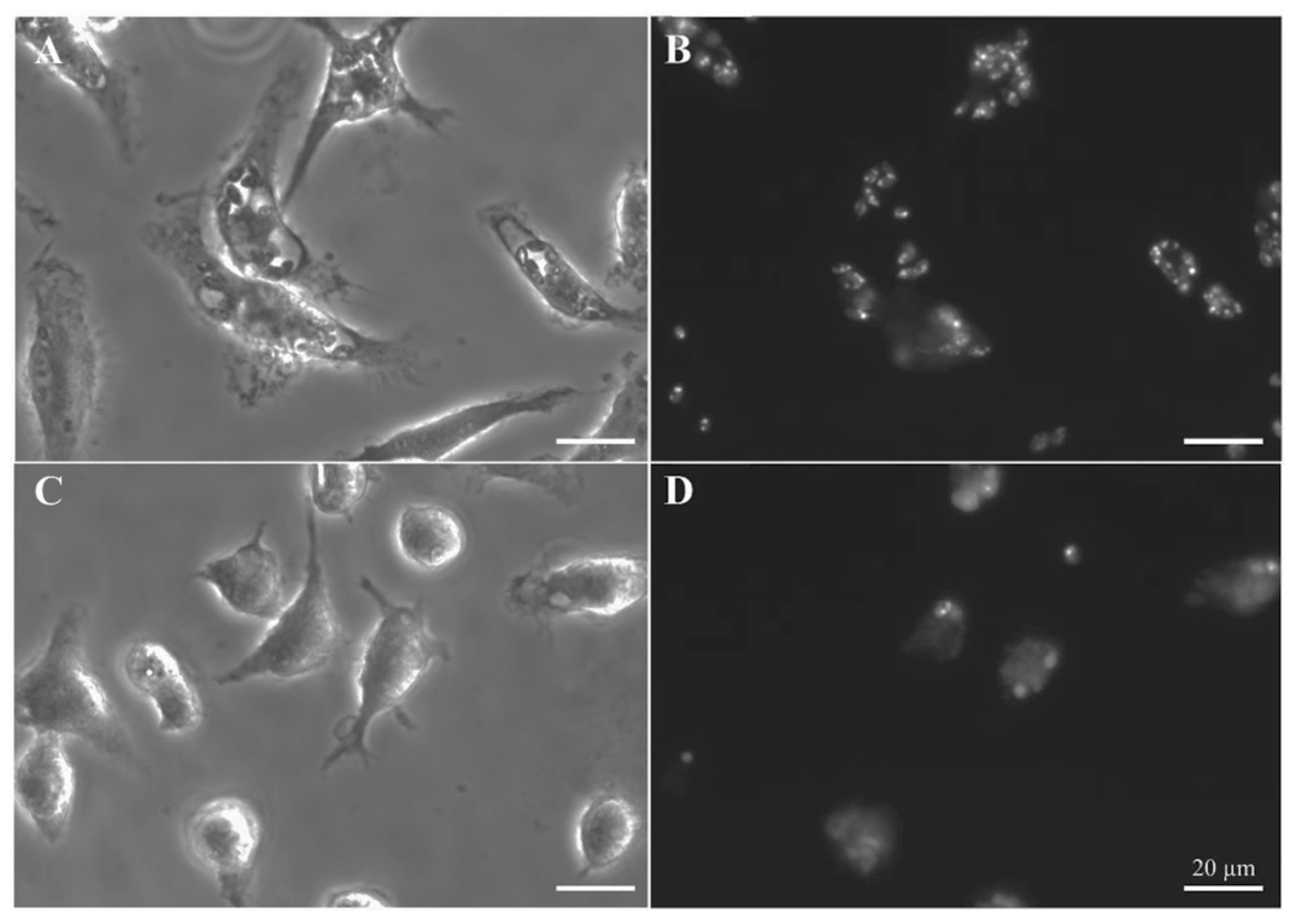 Biomedicines 10 01136 g006
