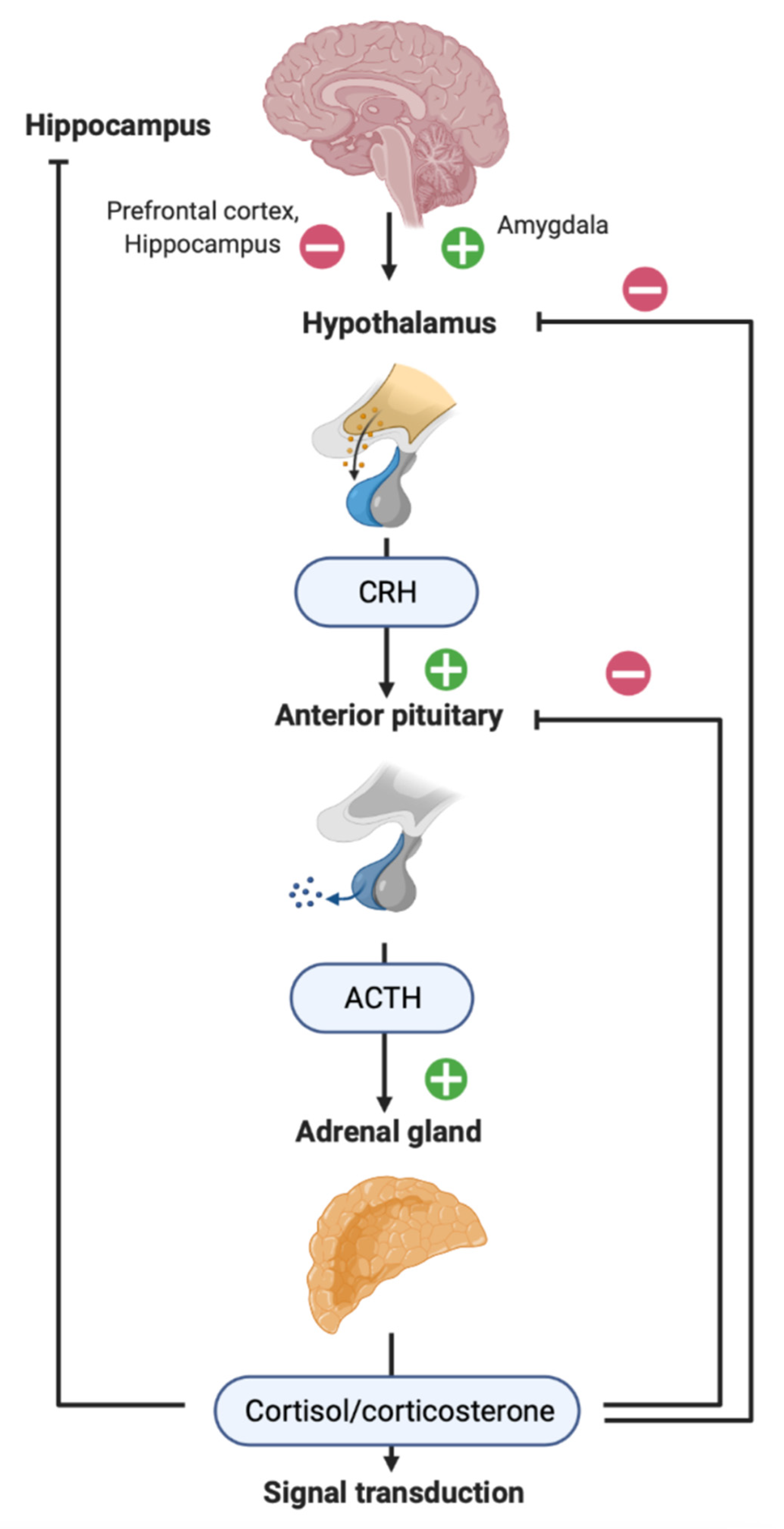 Biomedicines 10 01139 g001