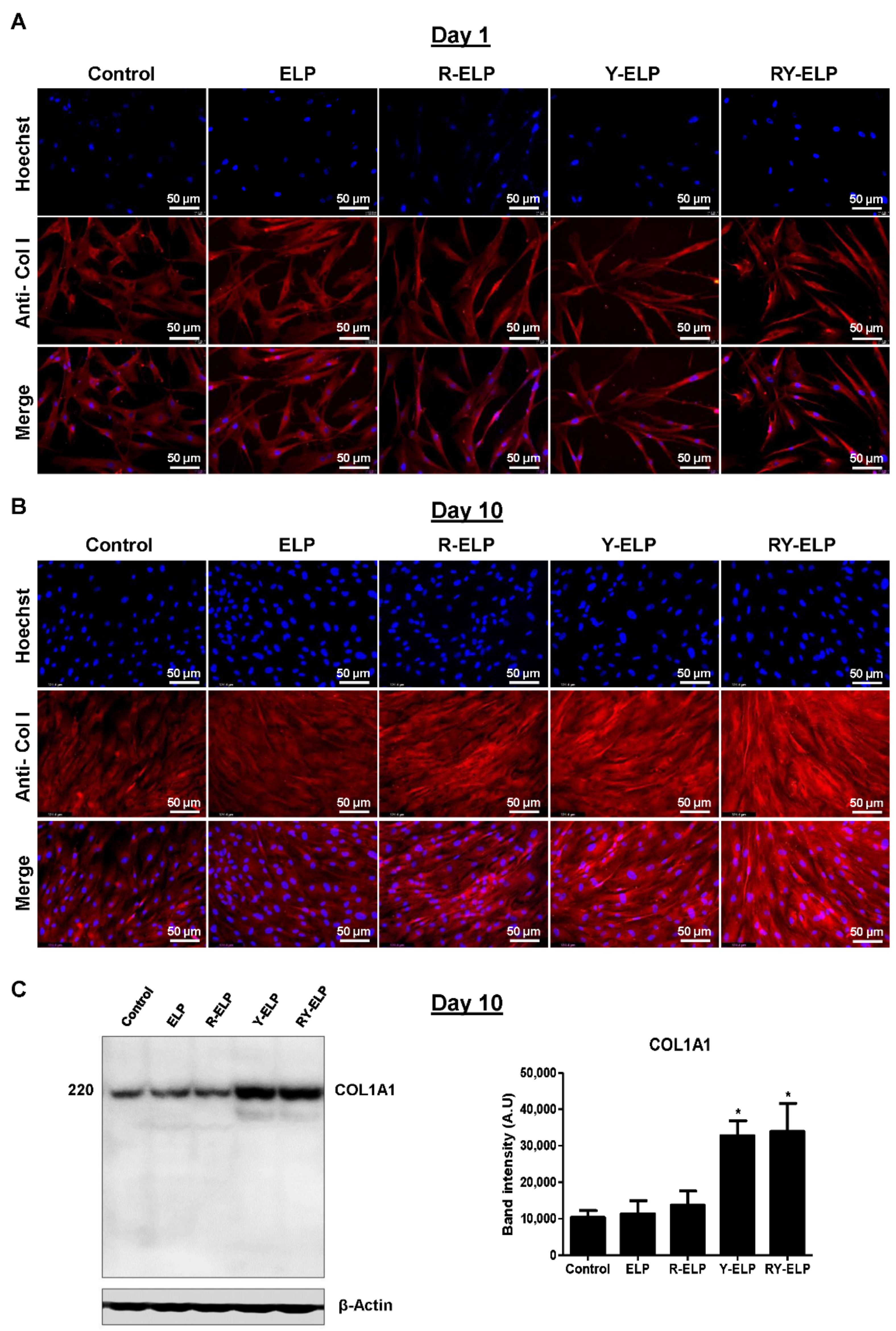 Biomedicines 10 01151 g007
