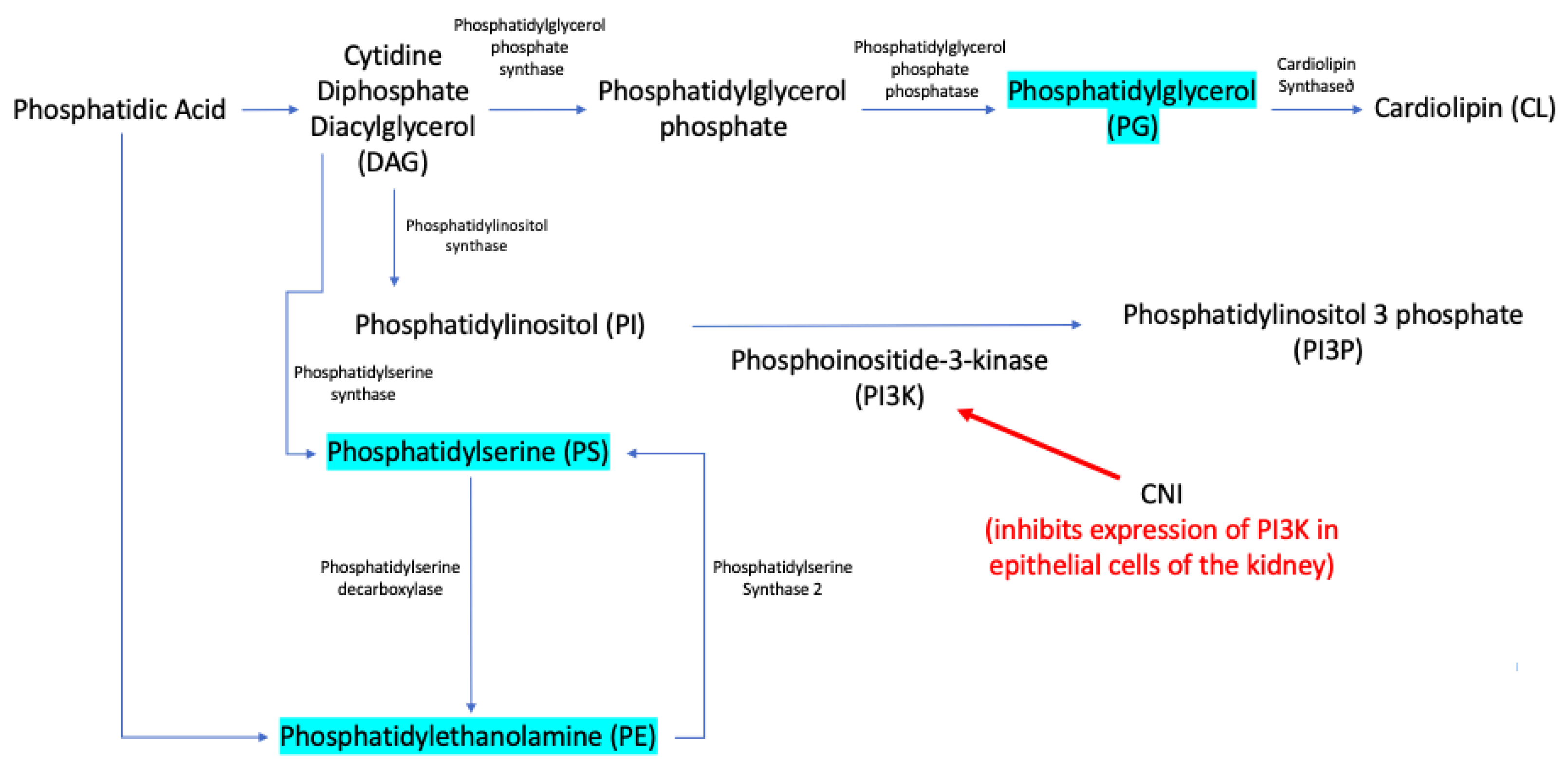 Biomedicines 10 01157 g005