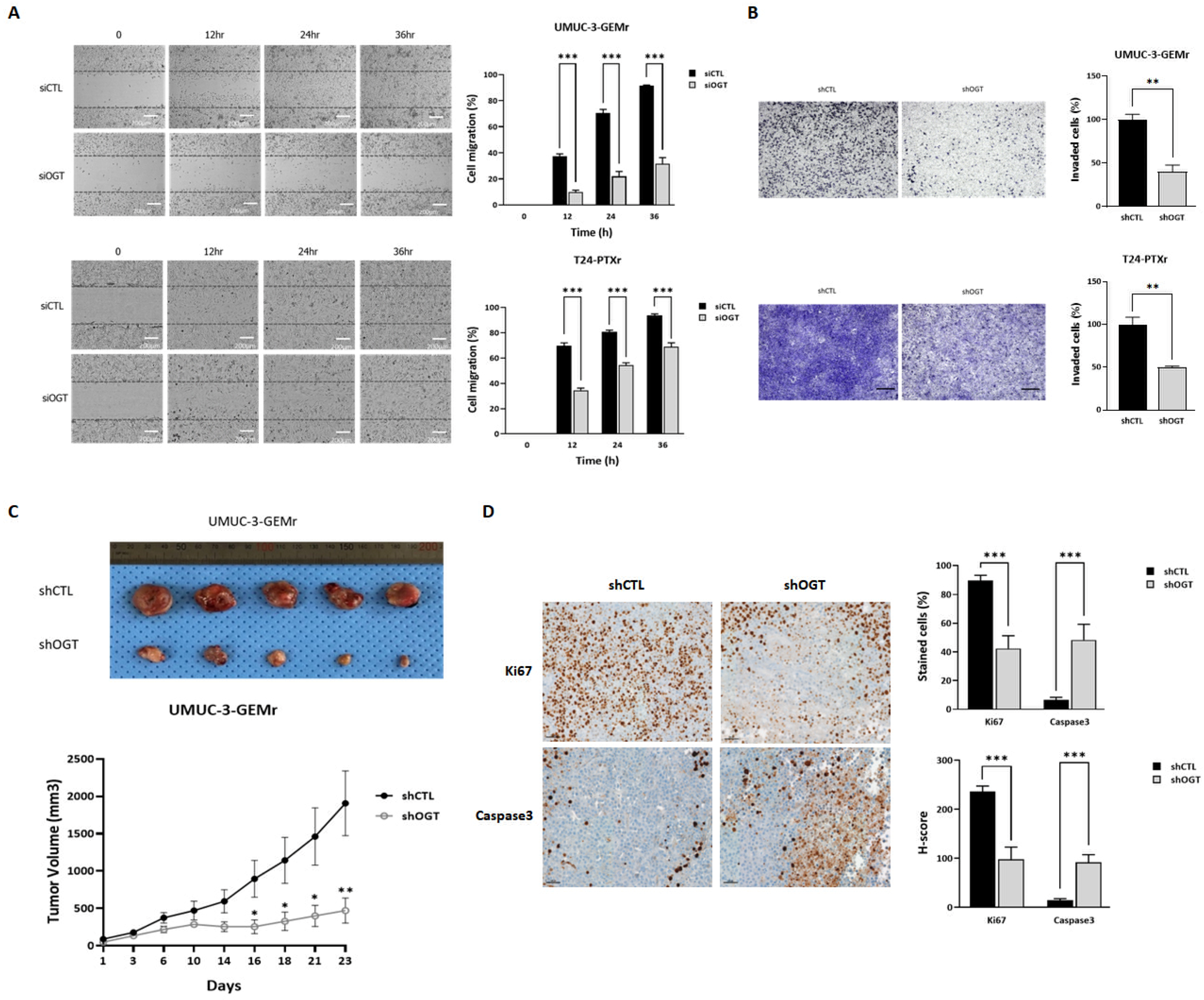 Biomedicines 10 01162 g004