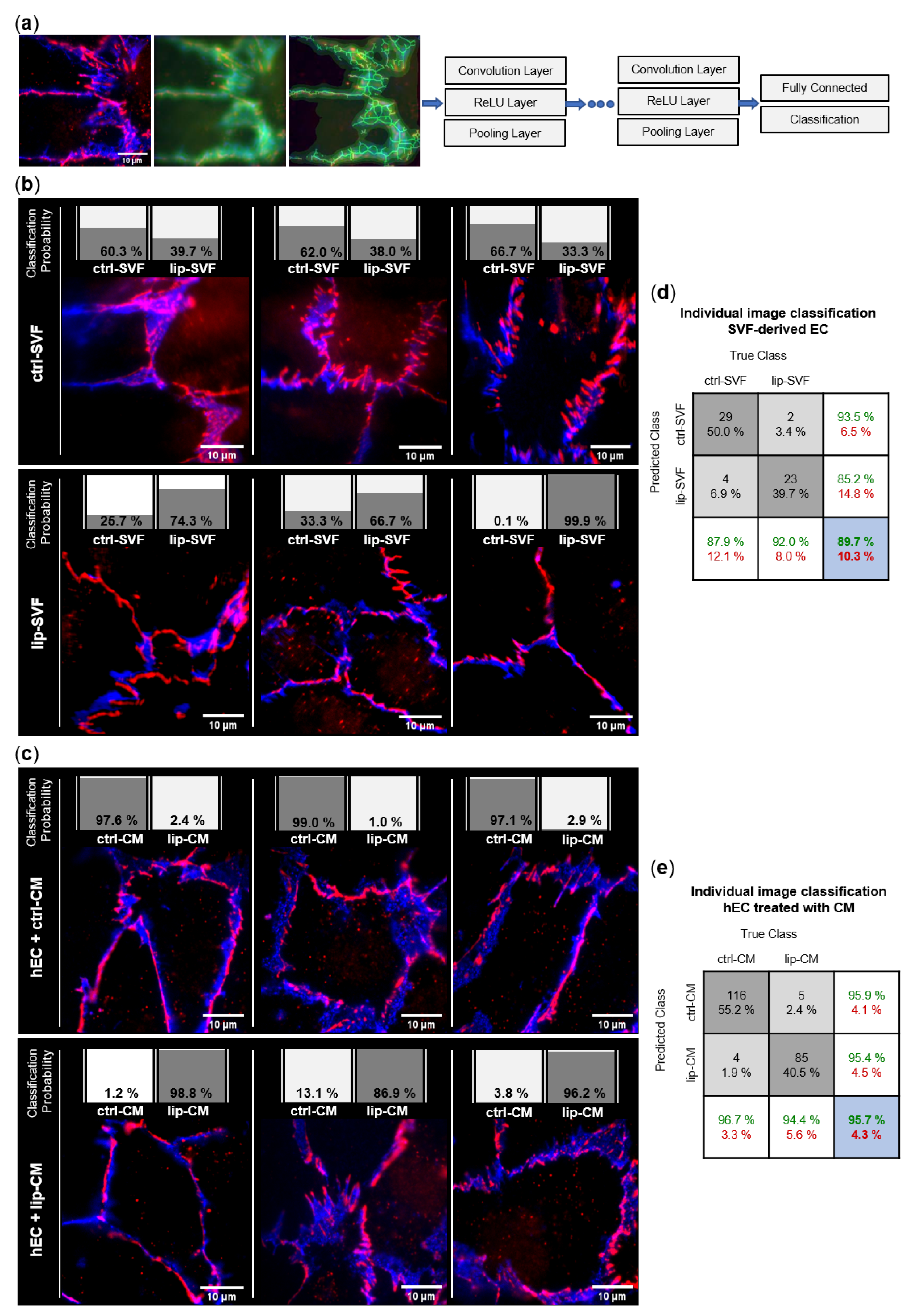 Biomedicines 10 01163 g005