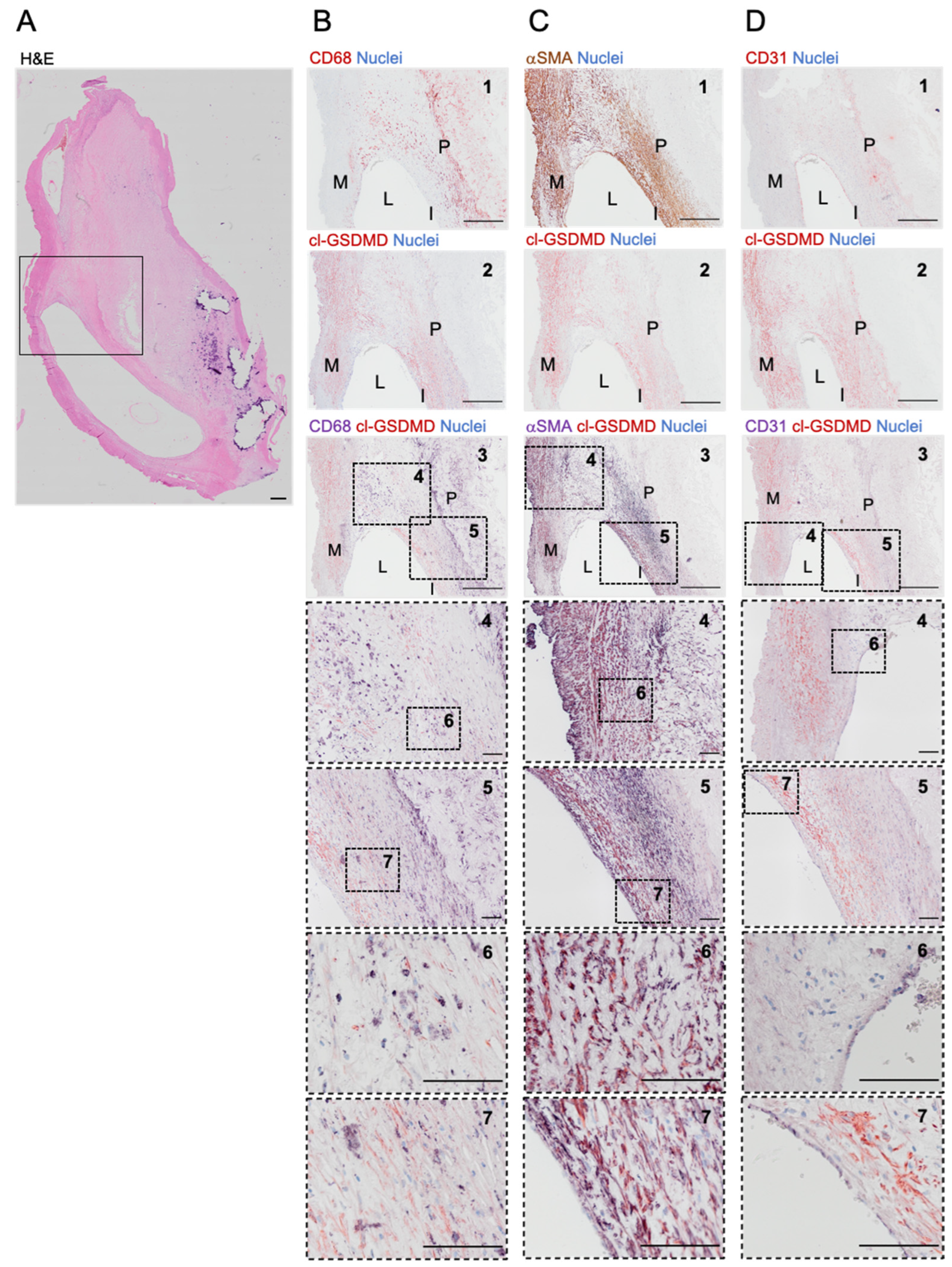 Biomedicines 10 01171 g003 Biomedicines 10 01171 g003