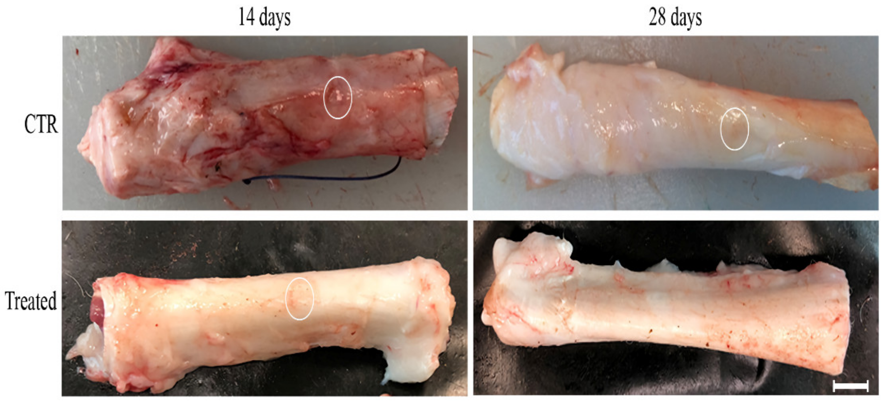 Biomedicines 10 01177 g003 Biomedicines 10 01177 g003