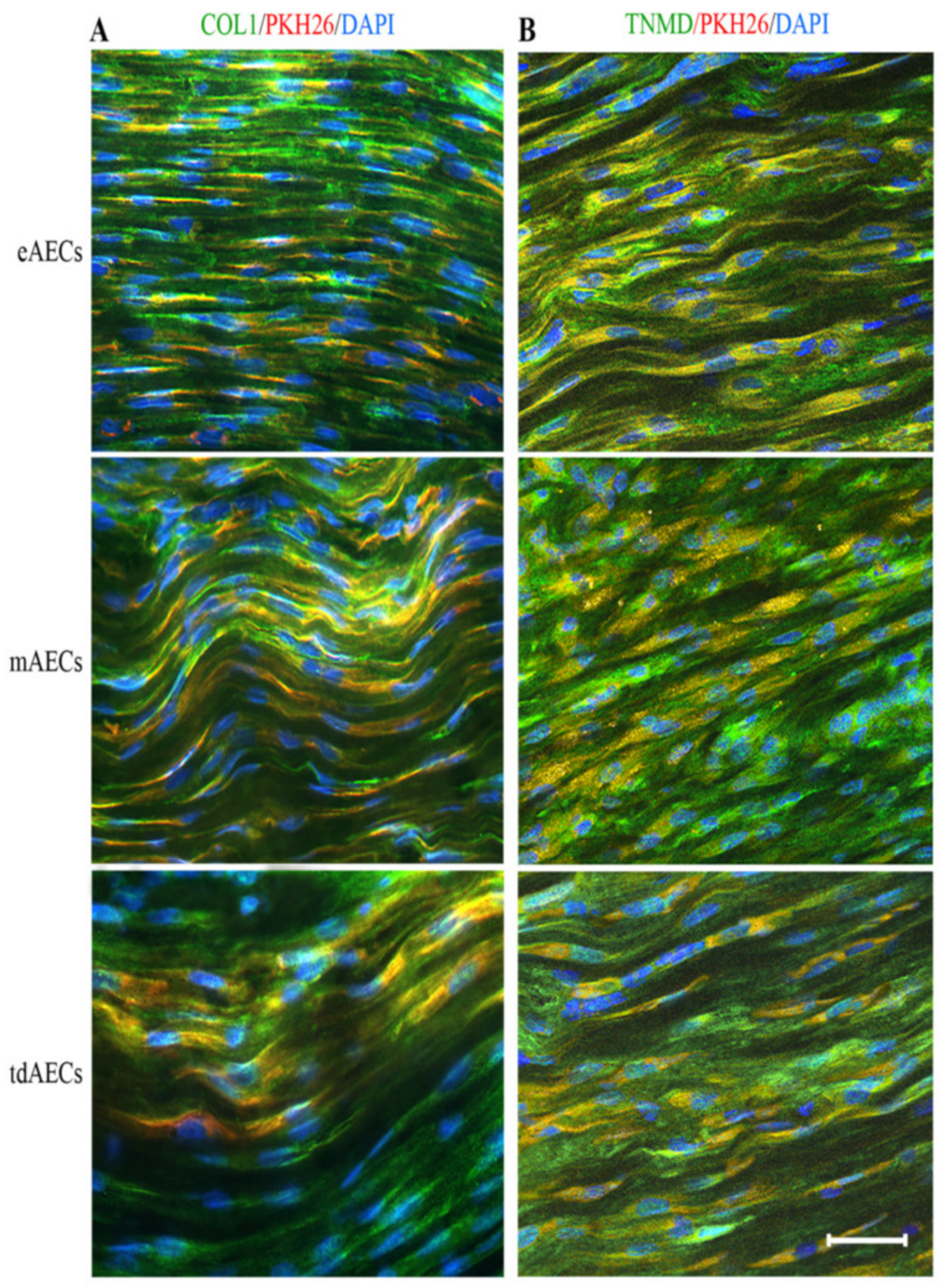 Biomedicines 10 01177 g009 Biomedicines 10 01177 g009