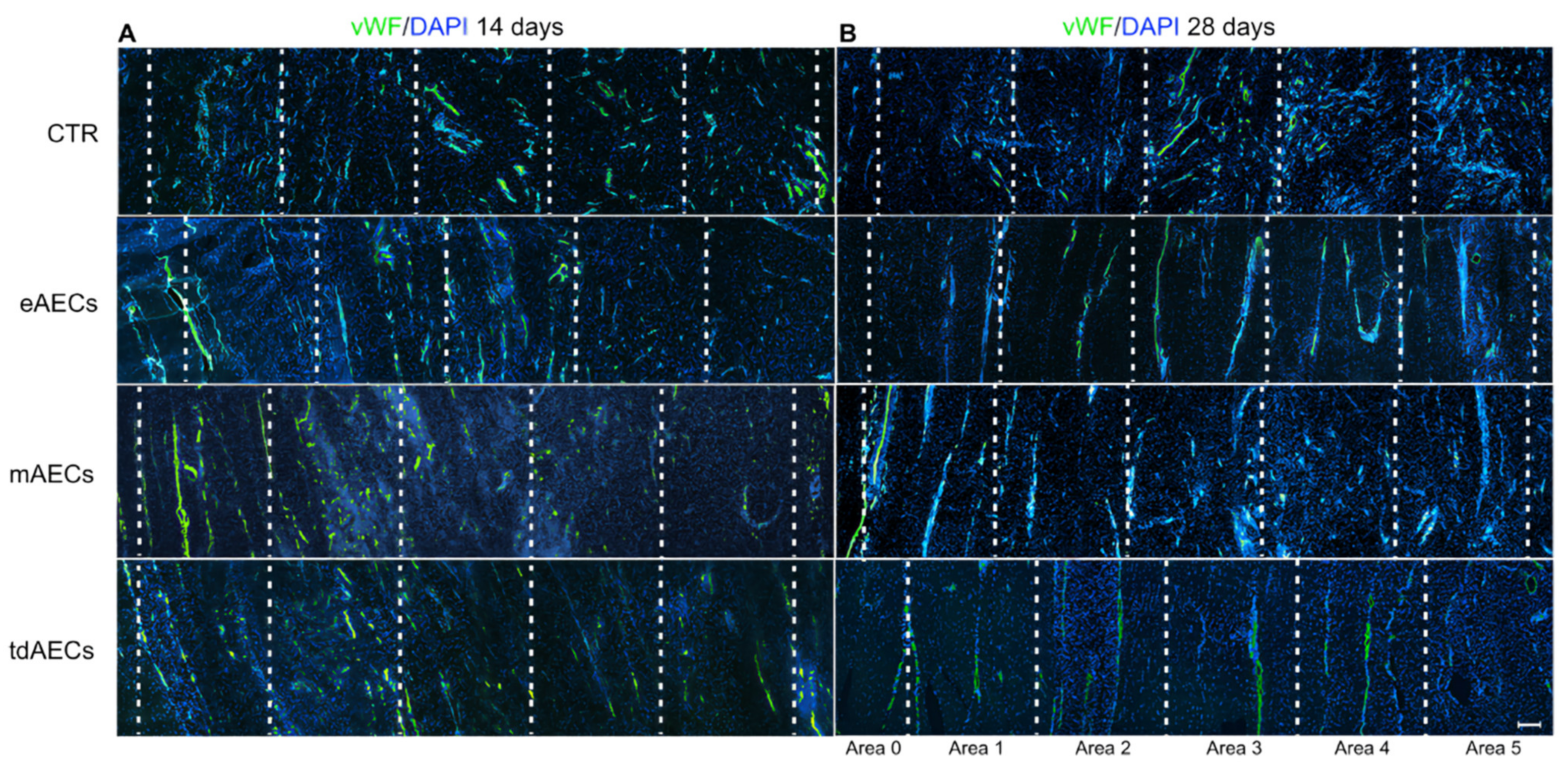 Biomedicines 10 01177 g011 Biomedicines 10 01177 g011