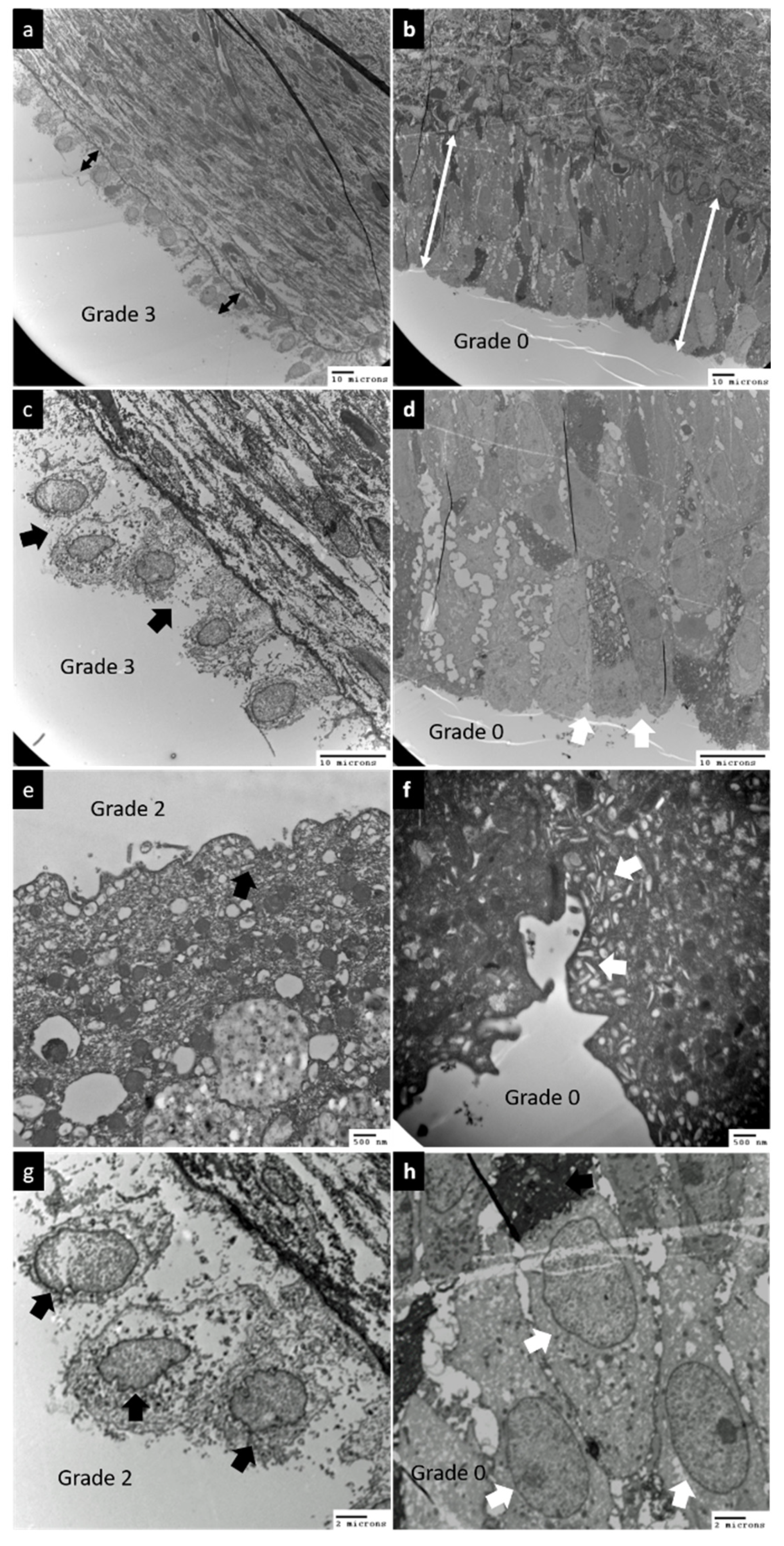 Biomedicines 10 01182 g001