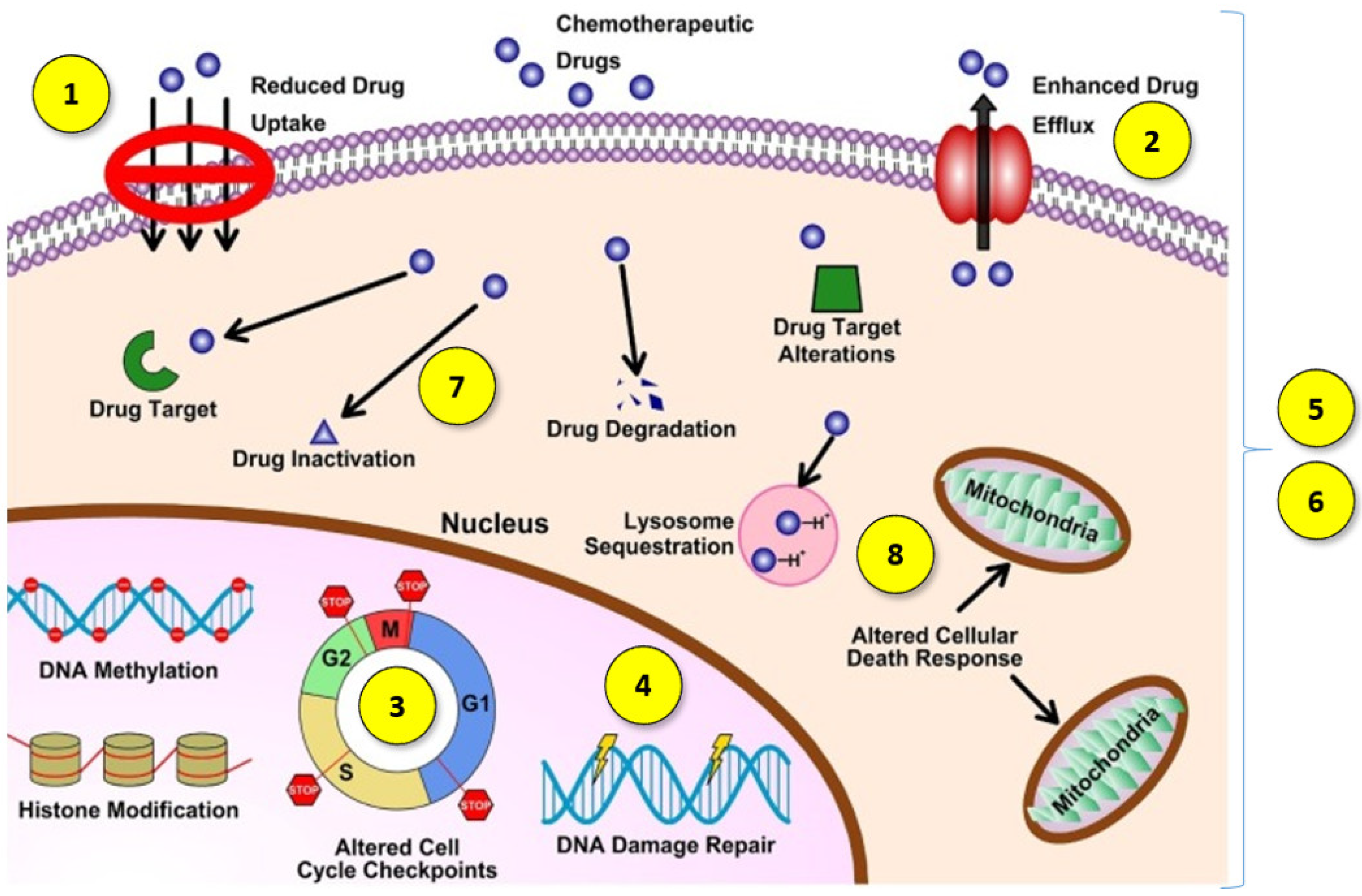 Biomedicines 10 01187 g001