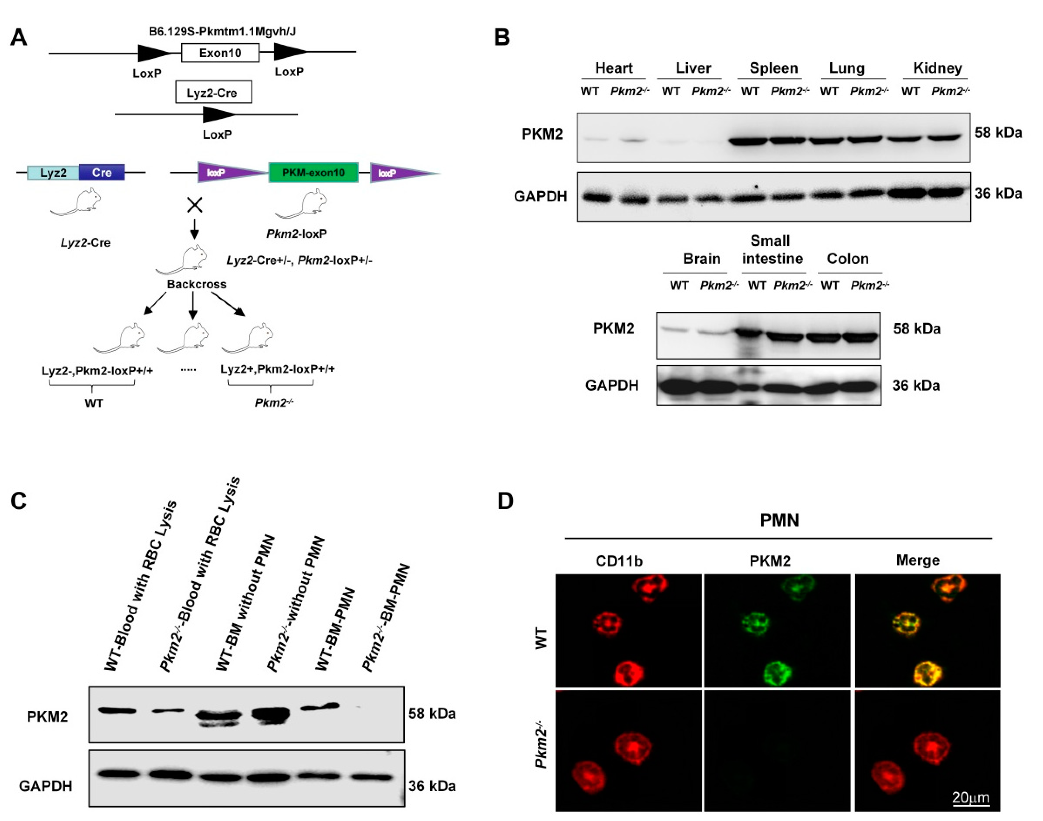Biomedicines 10 01193 g002
