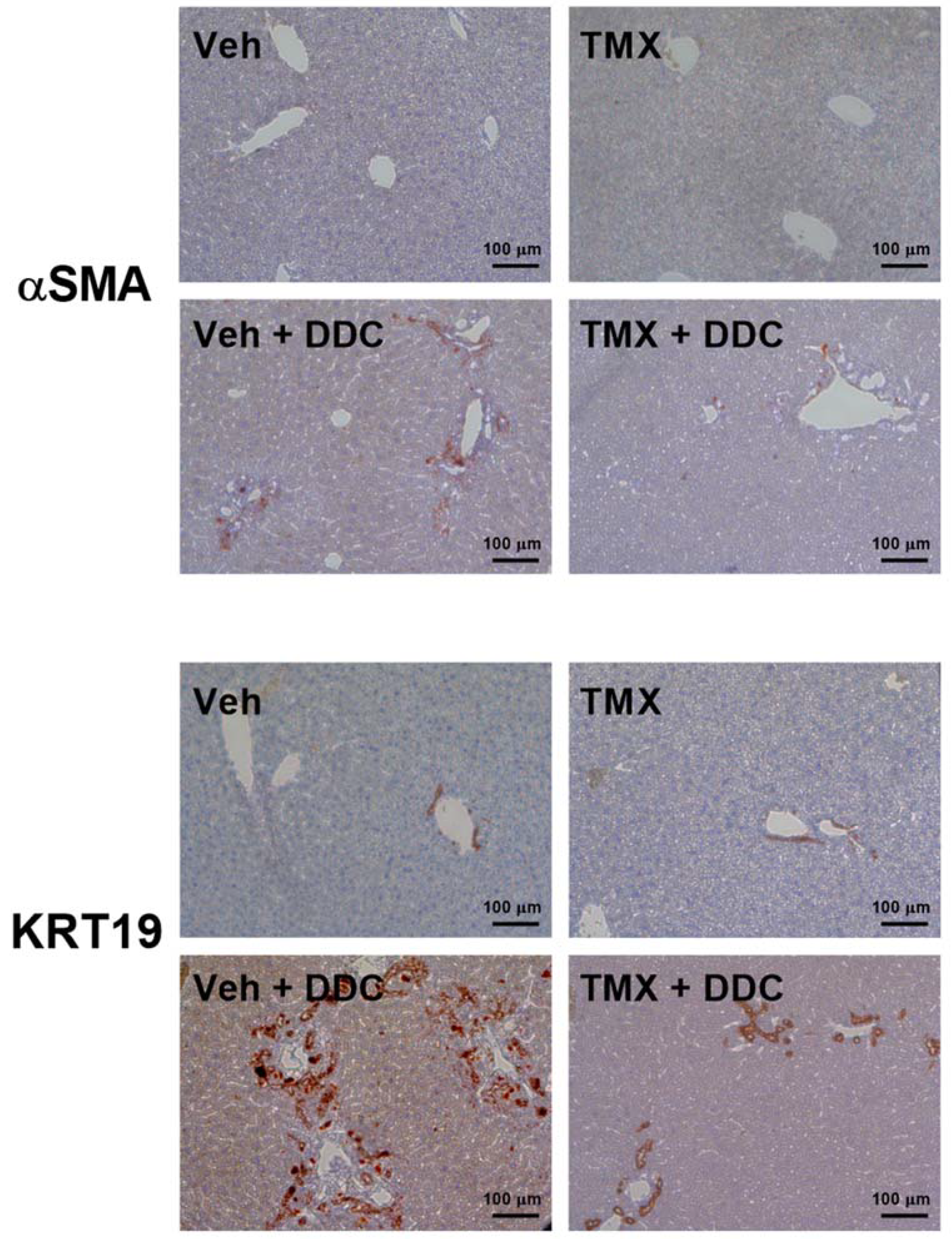Biomedicines 10 01209 g003 Biomedicines 10 01209 g003