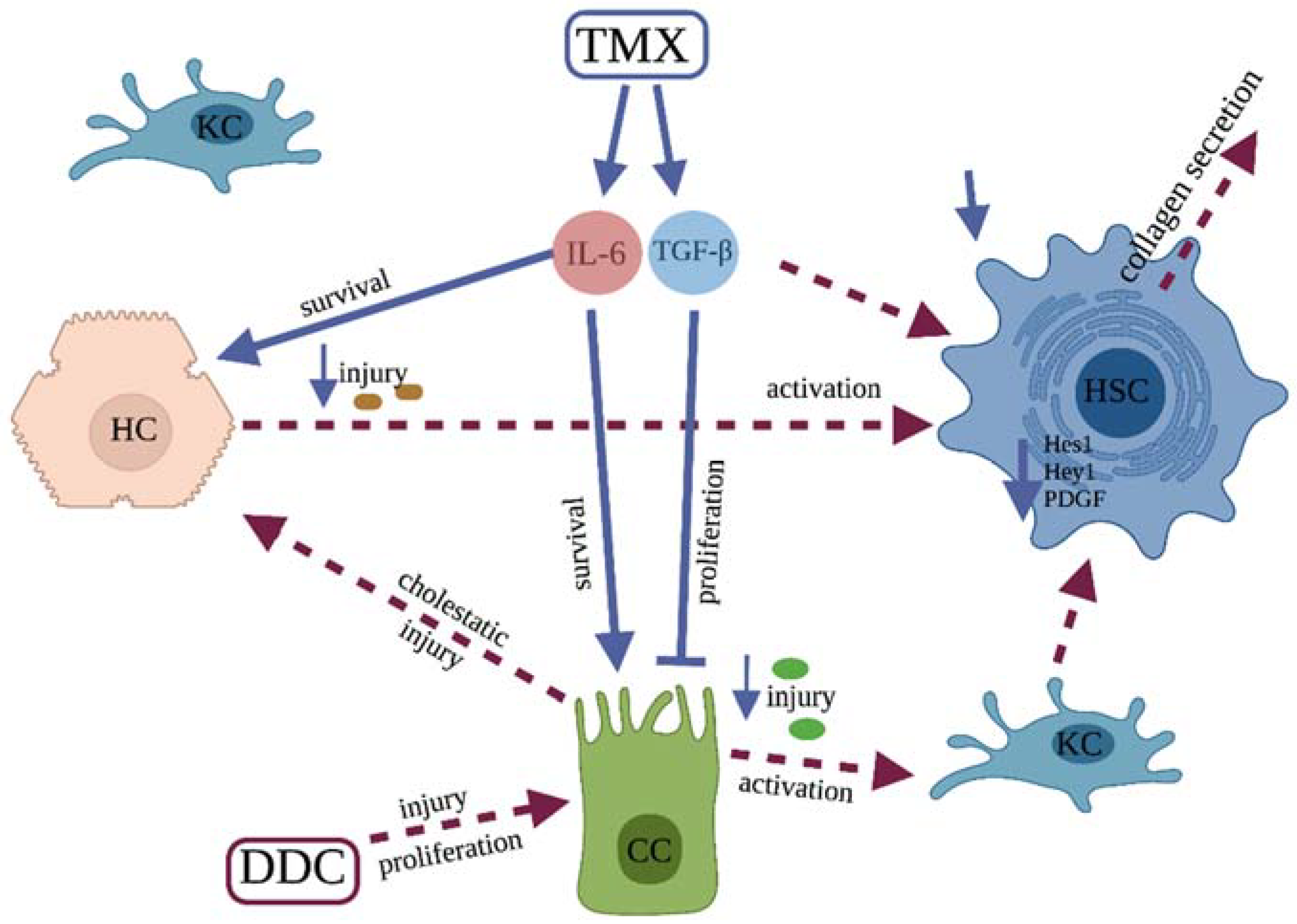 Biomedicines 10 01209 g005 Biomedicines 10 01209 g005