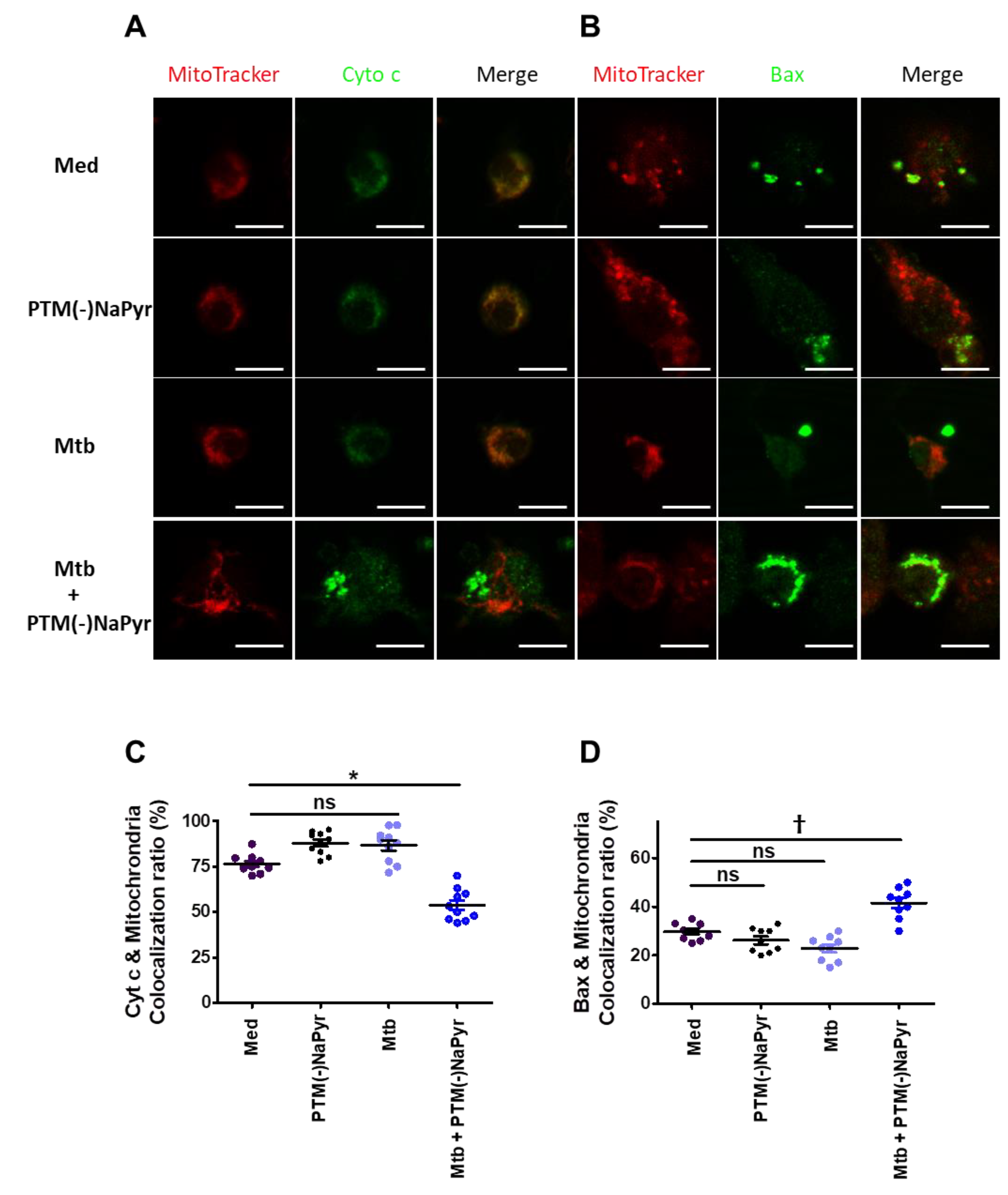 Biomedicines 10 01243 g008