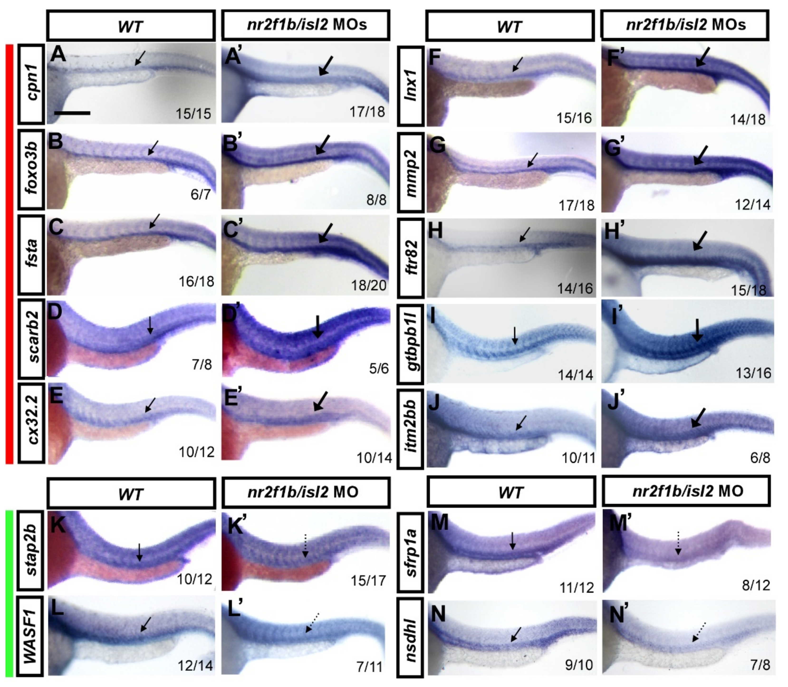 Biomedicines 10 01261 g002