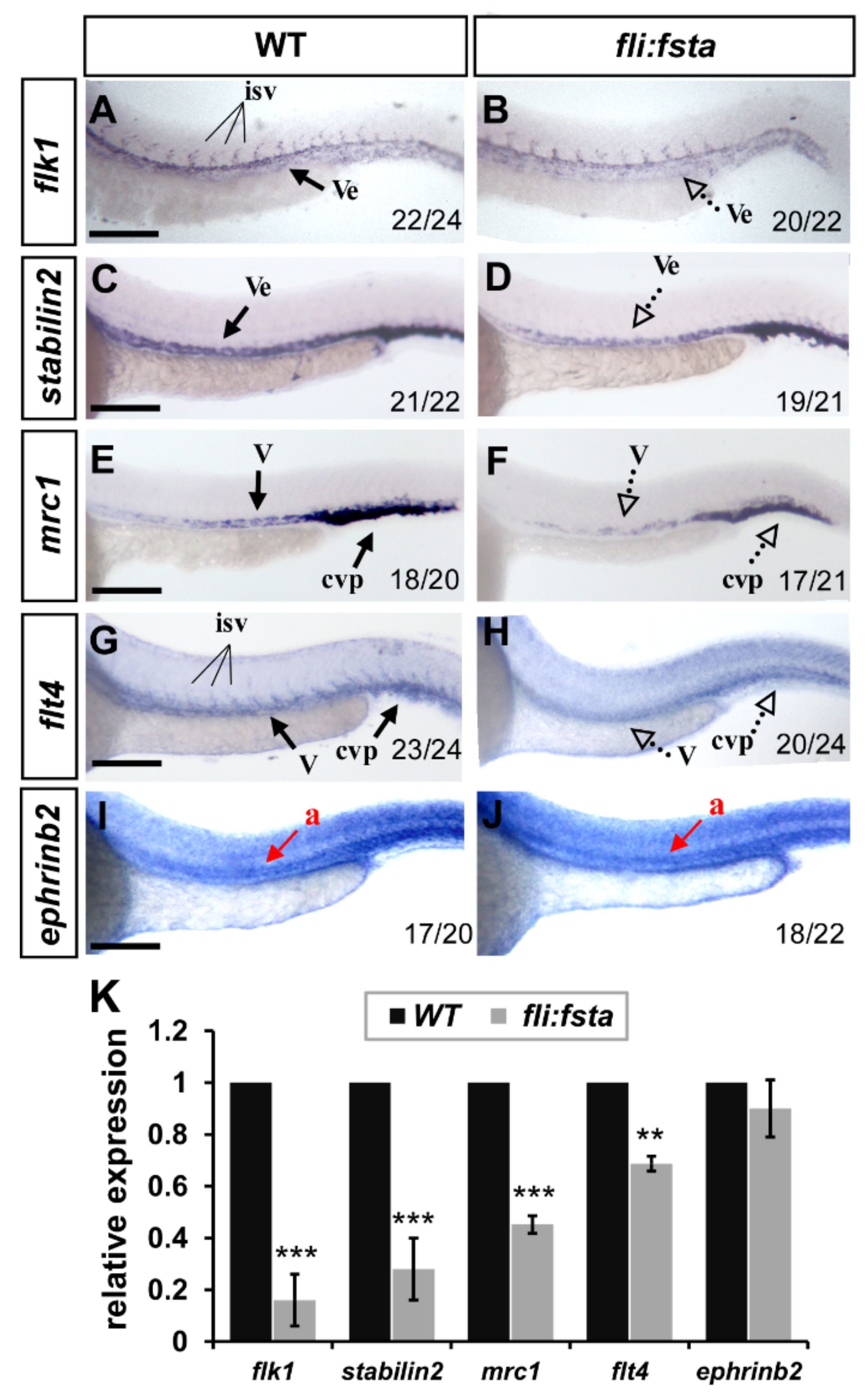 Biomedicines 10 01261 g005