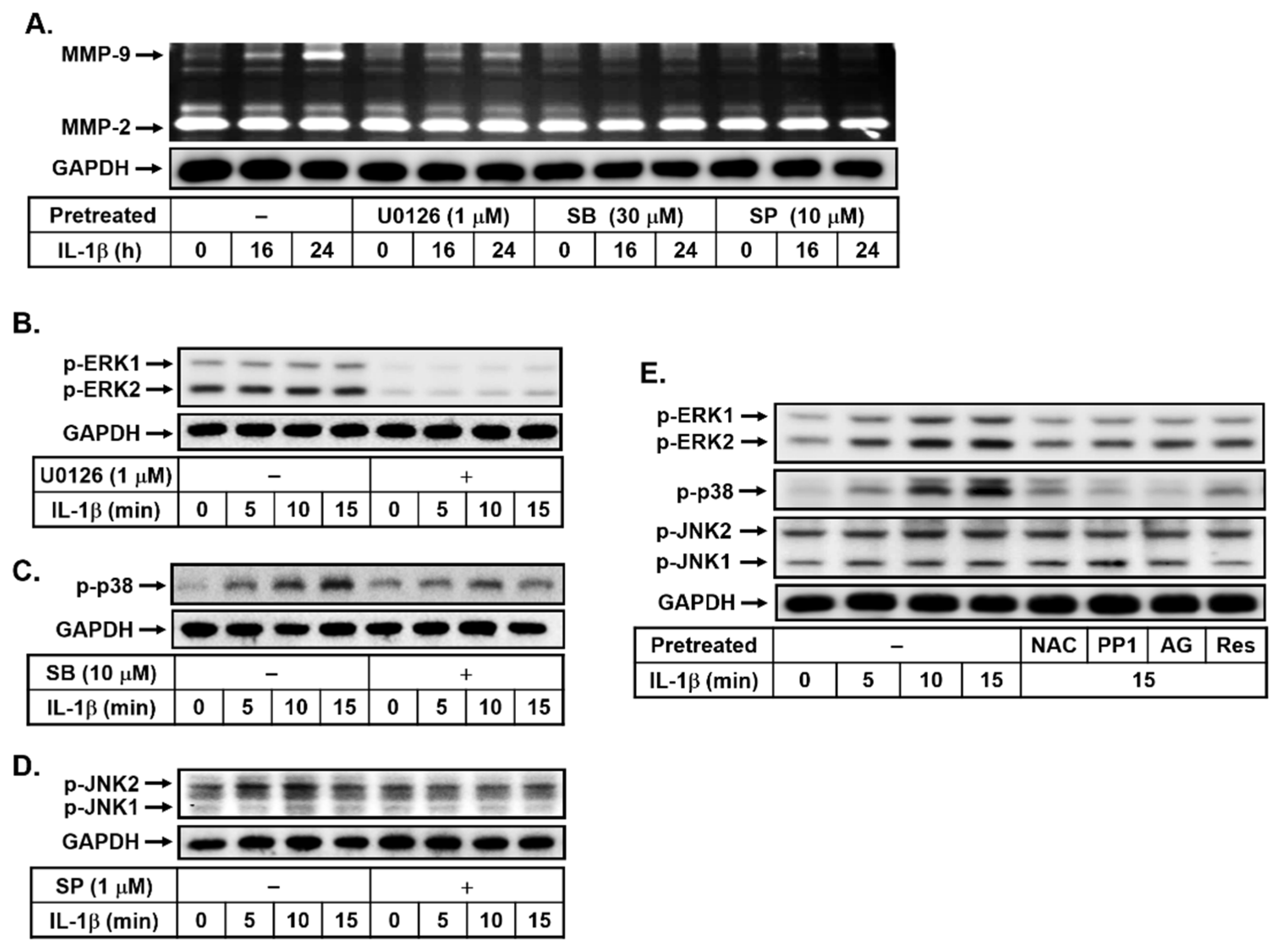 Biomedicines 10 01270 g004