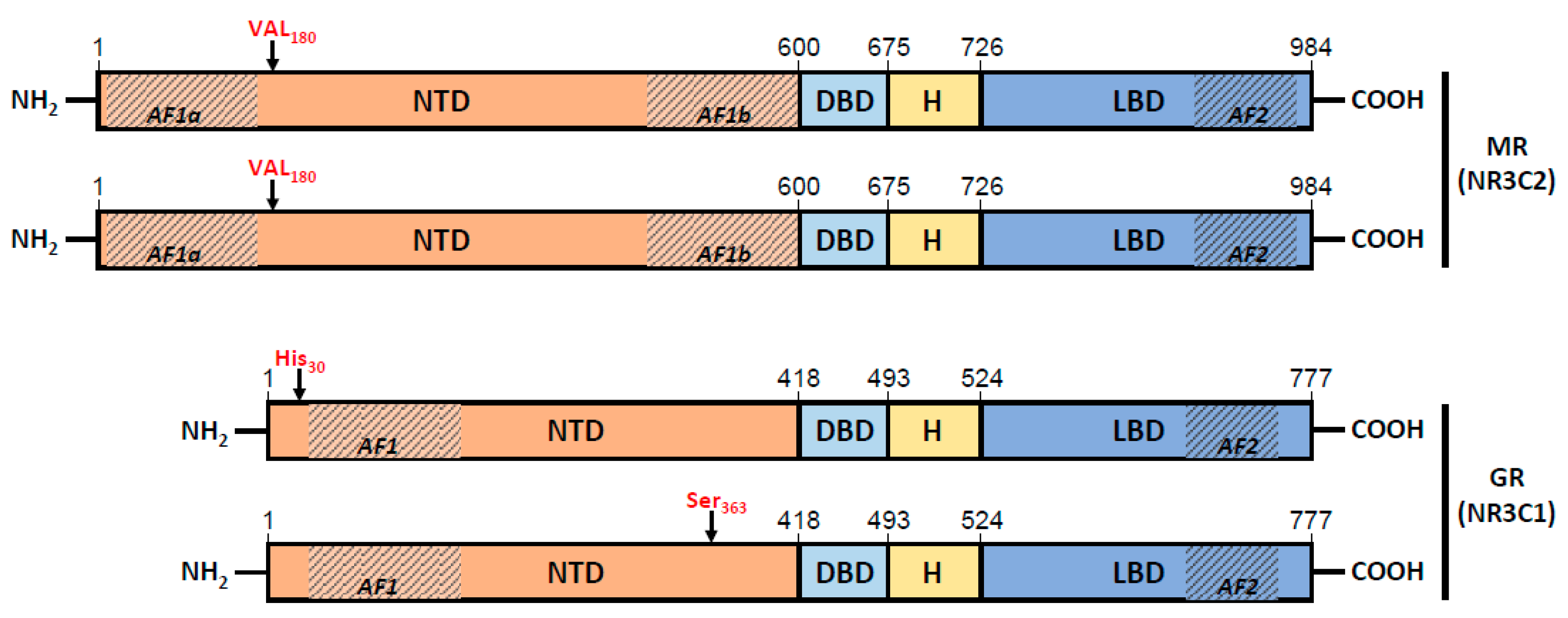 Biomedicines 10 01271 g001