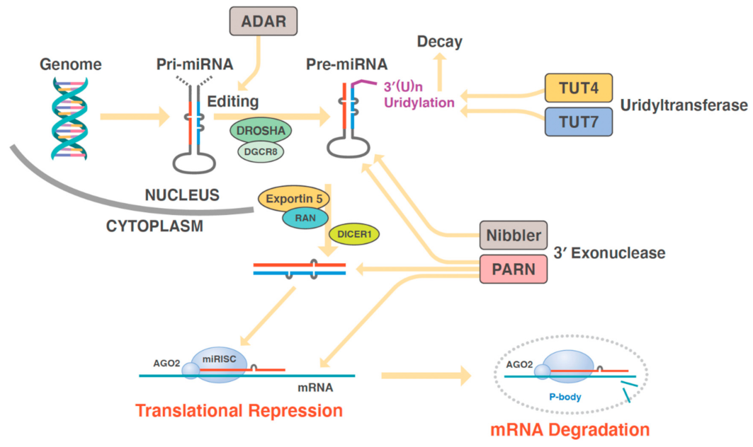 Biomedicines 10 01280 g001