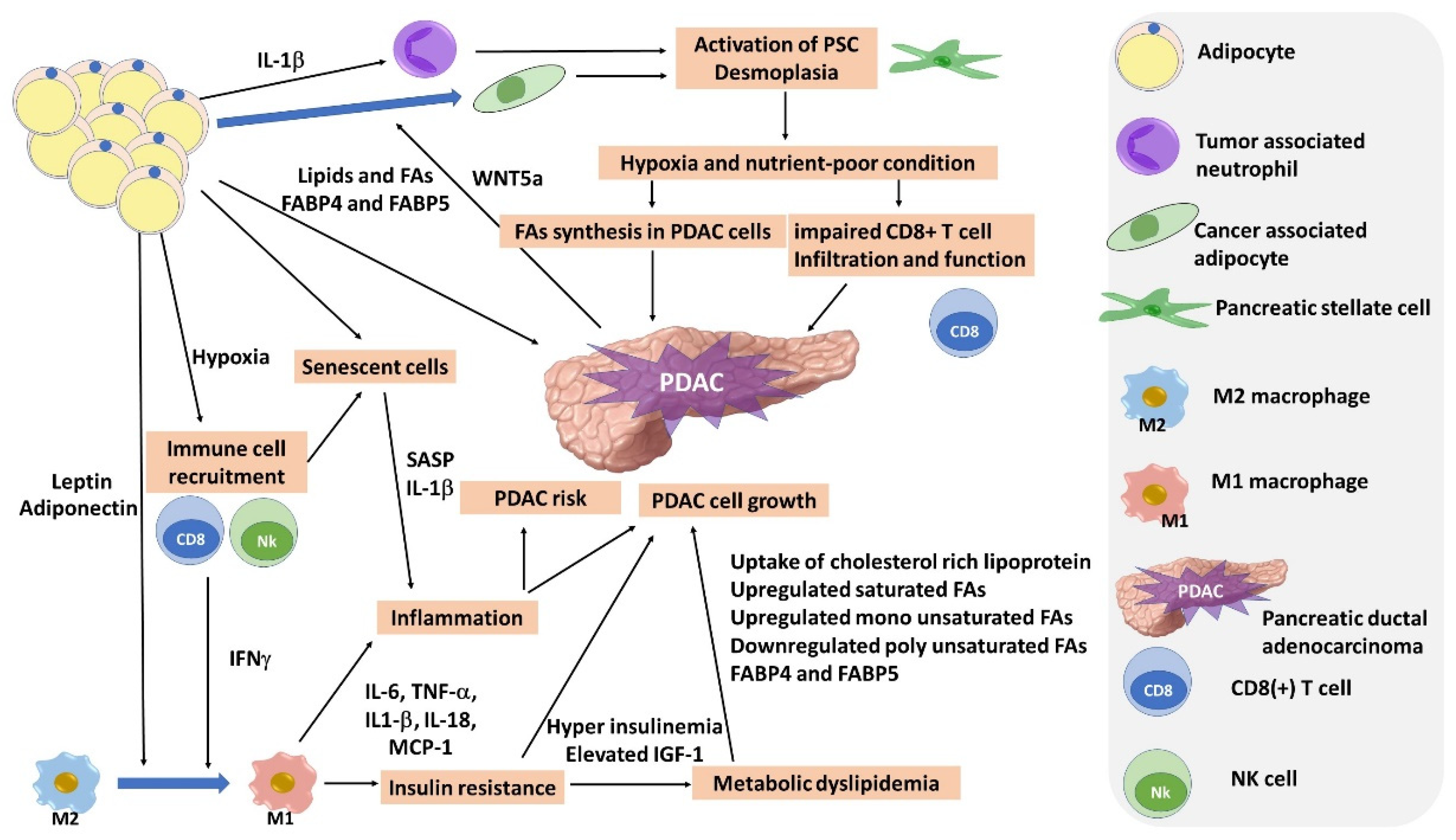 Biomedicines 10 01284 g001