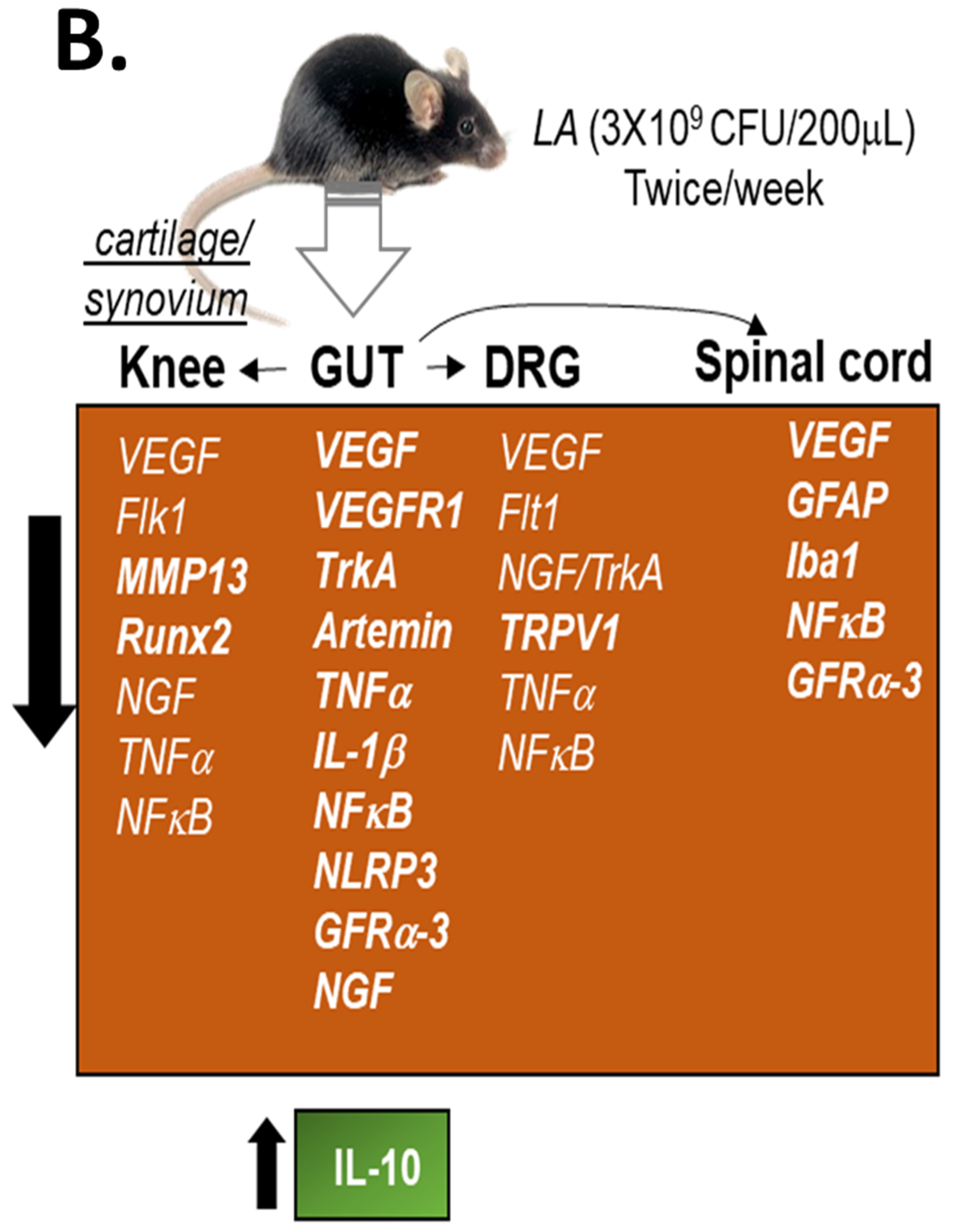 Biomedicines 10 01298 g004b