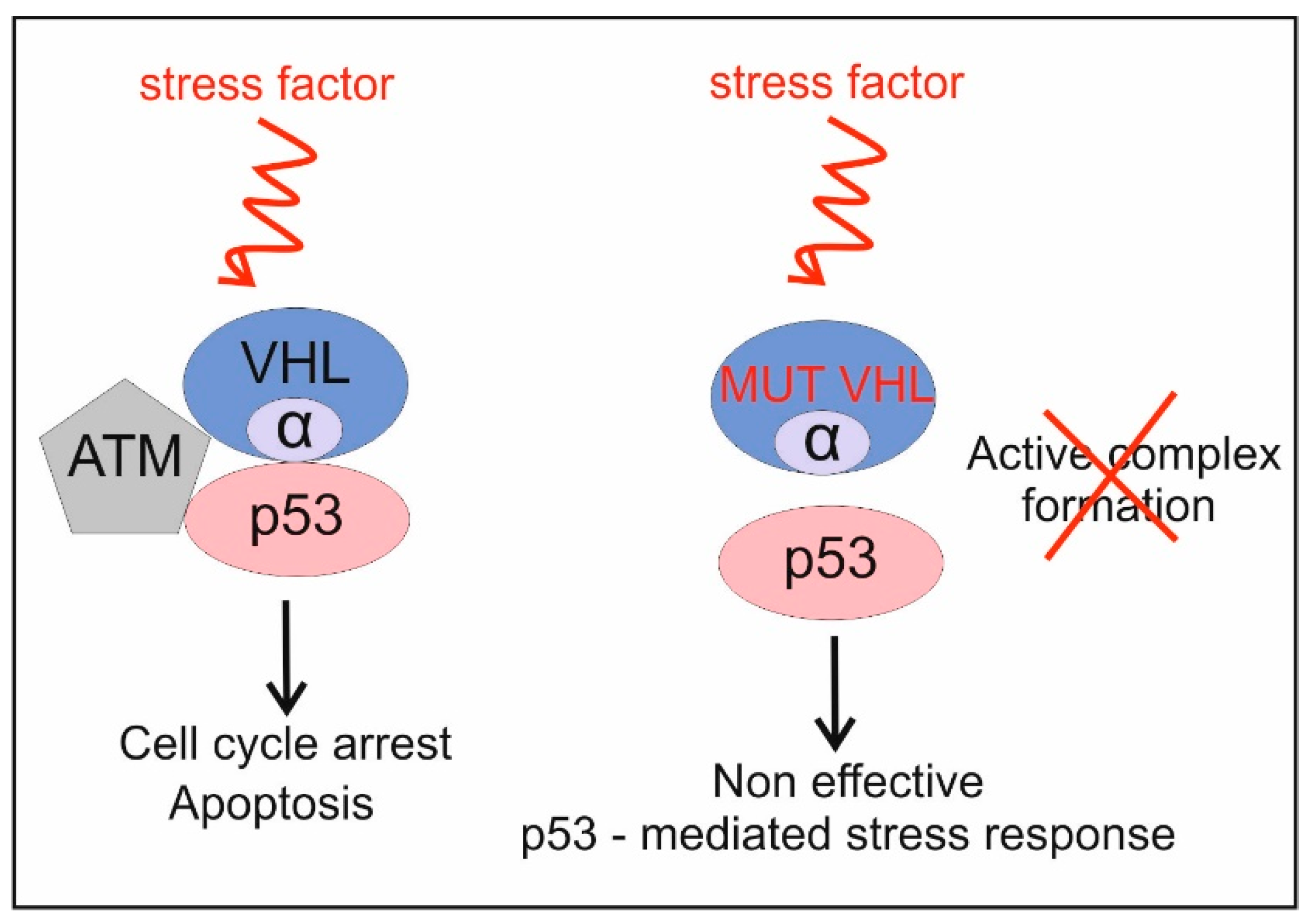 Biomedicines 10 01330 g002 Biomedicines 10 01330 g002