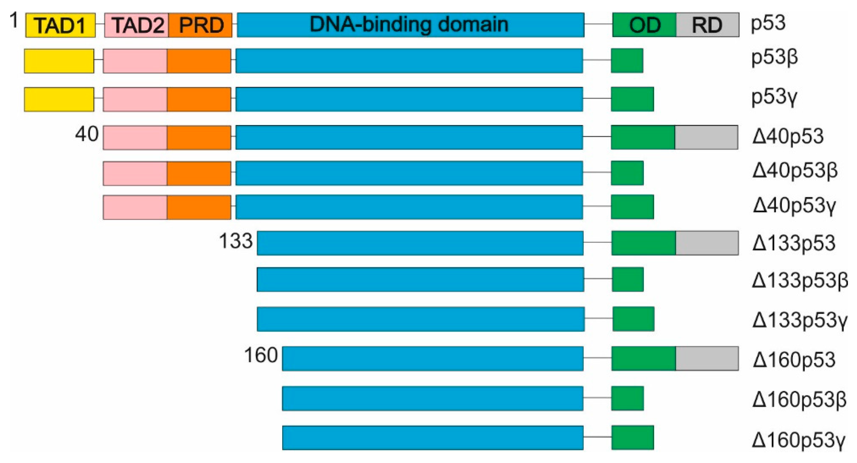 Biomedicines 10 01330 g004 Biomedicines 10 01330 g004